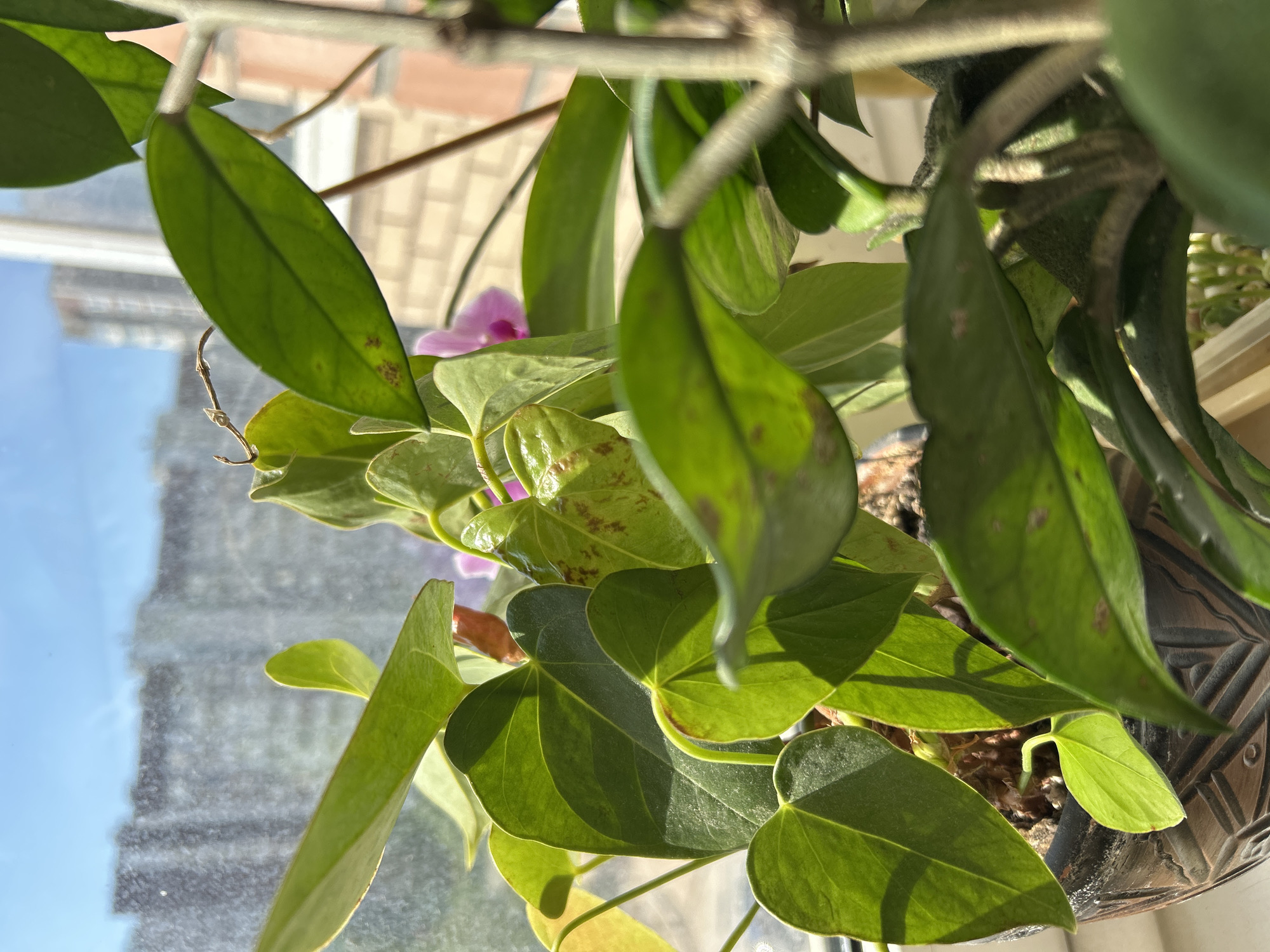 A close-up, outdoor, medium shot captures a potted plant with broad, green leaves, some exhibiting brown spotting. The plant is positioned near a window, with a blurry cityscape visible through the glass, suggesting an urban setting. The bright sunlight casts shadows on the leaves, and a pink orchid bloom is partially visible behind the foliage. The image appears to be taken in Zelenograd, Russia.