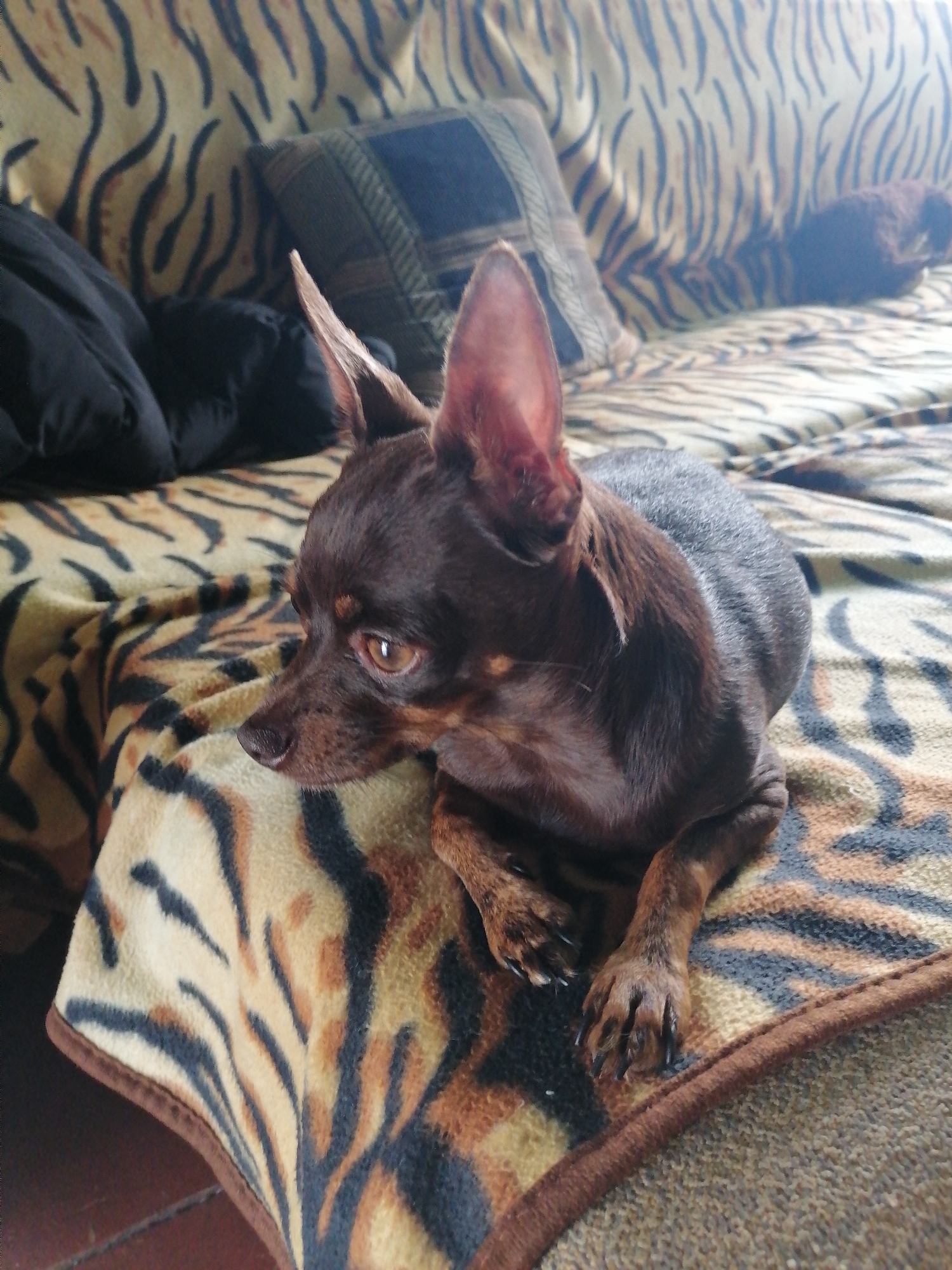 A small, brown dog with large ears is lying on a sofa with a tiger-striped blanket. The dog is looking to the left of the frame. The sofa is also covered with a tiger-striped blanket. To the left of the dog, there are two dark-colored pillows. The background of the image shows a wall with a tiger-striped pattern. The image is taken indoors, likely in a residential setting. The location in the city of Novopokrovka, Russia is not specified in the image.