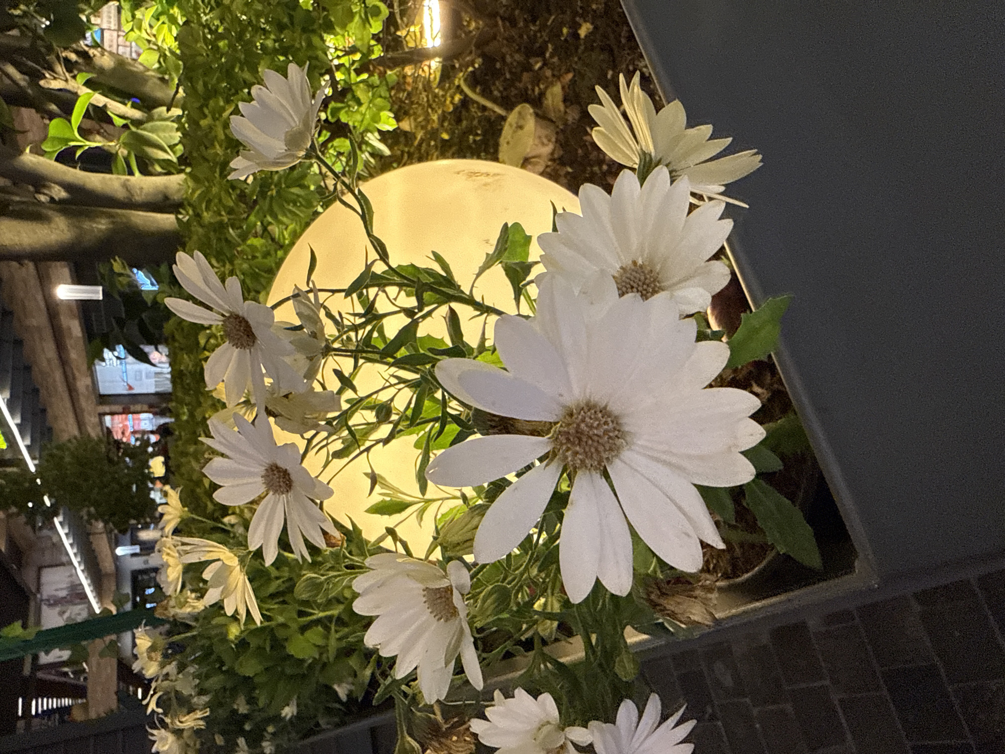 The image depicts a cluster of white daisy-like flowers in full bloom, illuminated by a spherical light fixture behind them. The flowers are arranged in a planter, which is partially visible. The background includes greenery, possibly shrubs or bushes, and a glimpse of a building facade with various signs and lights. The setting appears to be outdoors at night. Based on the architectural details and the presence of Spanish text in the signs, it is plausible that this scene is located in Mexico City, Mexico.