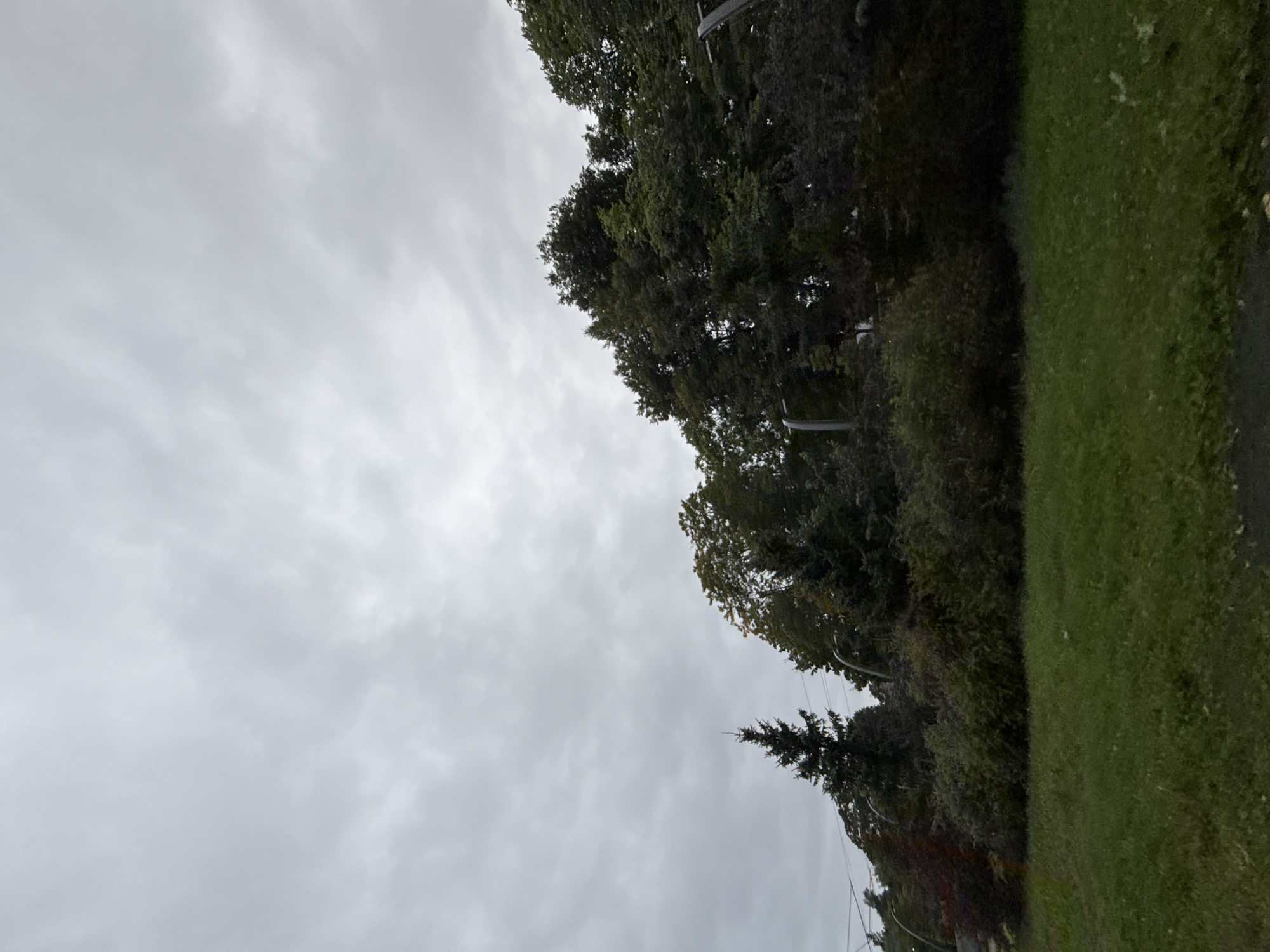 A low-angle, full outdoor shot captures a natural scene under a grey, overcast sky. The foreground features a strip of dark green grass, appearing somewhat dry and sparse in places. Behind the grass is a dense line of dark green bushes and trees, with various shades of green and some hints of reddish-brown foliage visible. Prominent among the trees is a tall, dark green evergreen tree positioned to the left of center, its pointed top reaching towards the sky. Several tall, grey lampposts with curved arms are visible interspersed within the trees, suggesting an urban or suburban park setting. The sky is filled with textured grey clouds, indicating a likely overcast or pre-rainy condition. The overall impression is one of a natural, slightly subdued environment, possibly on the outskirts of an urban area given the presence of the lampposts.