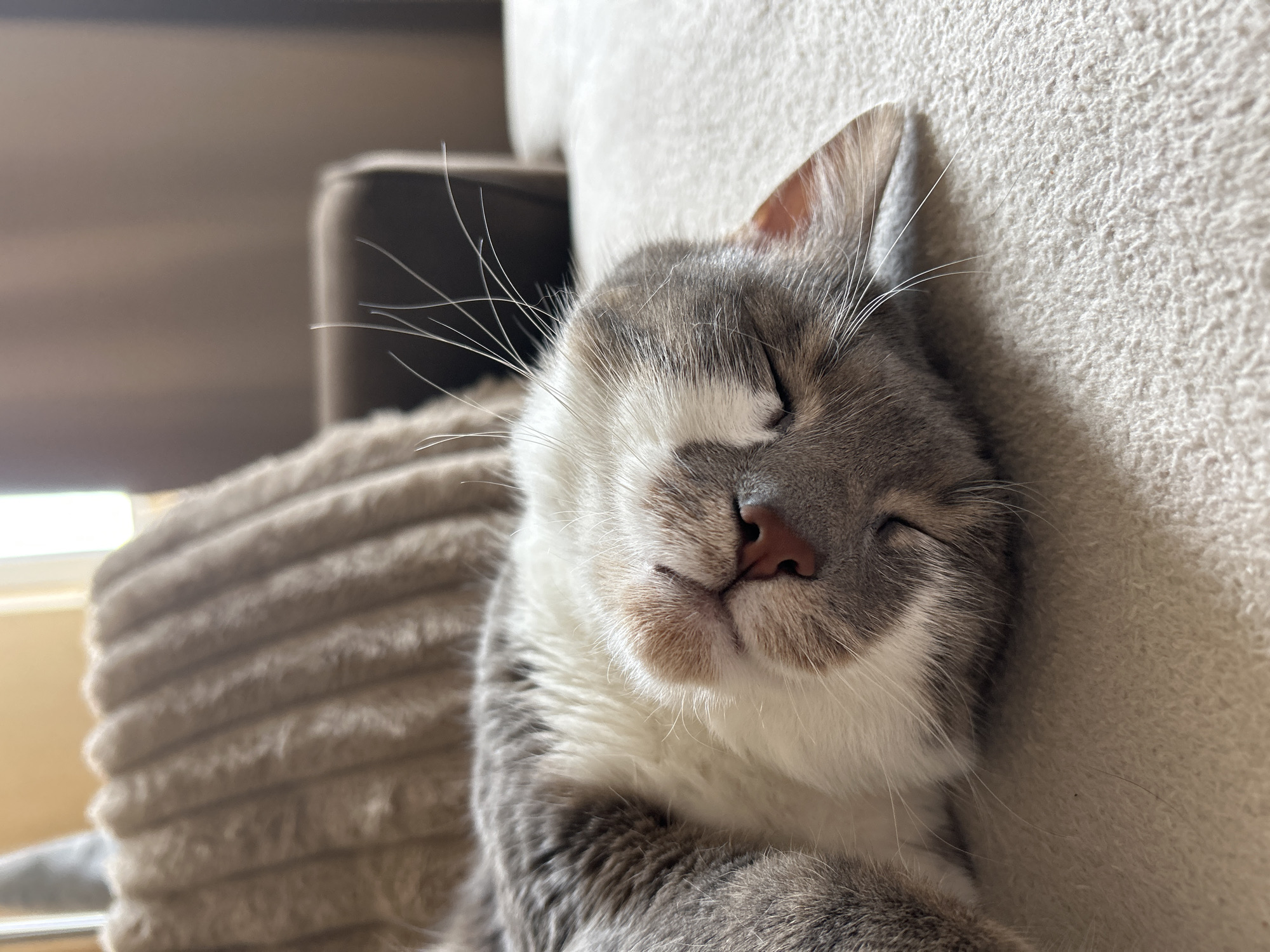 The image presents a close-up, intimate portrait of a cat sleeping soundly indoors in Sofia, Bulgaria. The primary subject is a cat with soft, mottled grey and white fur, distinctive white whiskers, and a delicate pink nose. Its eyes are closed in peaceful slumber, suggesting a state of deep relaxation and contentment.
The cat is resting against a light-colored, textured surface, possibly a cat tree or a plush piece of furniture, which features a visible ribbed pattern on its side. Another soft, light-toned surface provides a backdrop to the cat's head. The background is softly blurred, indicating a shallow depth of field, and hints at an indoor setting with ambient light, likely during the daytime. No specific location cues within the image point to Sofia, Bulgaria, beyond the provided context. There are no people visible, and no text is present in the image. The overall impression is one of tranquility and comfort.
