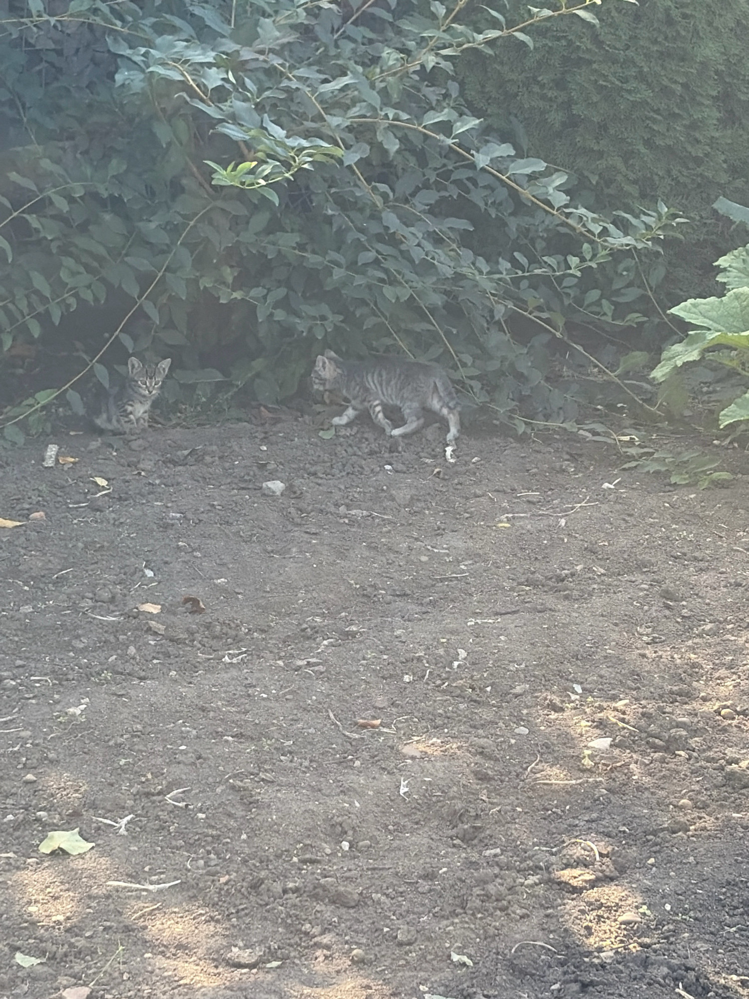 Two tabby kittens are partially concealed by dense green foliage in what appears to be a garden area. The kitten on the left is sitting and looking towards the camera with alert ears. The kitten on the right is walking away from the camera, its body angled towards the right side of the frame. The ground is composed of dark soil with scattered small stones and fallen leaves. The background consists of dark green bushes and a hint of a darker, denser green hedge on the right. The lighting suggests it is daytime, possibly late afternoon, with shadows falling across the soil. This scene is consistent with an outdoor setting in Oxentea, Moldova.