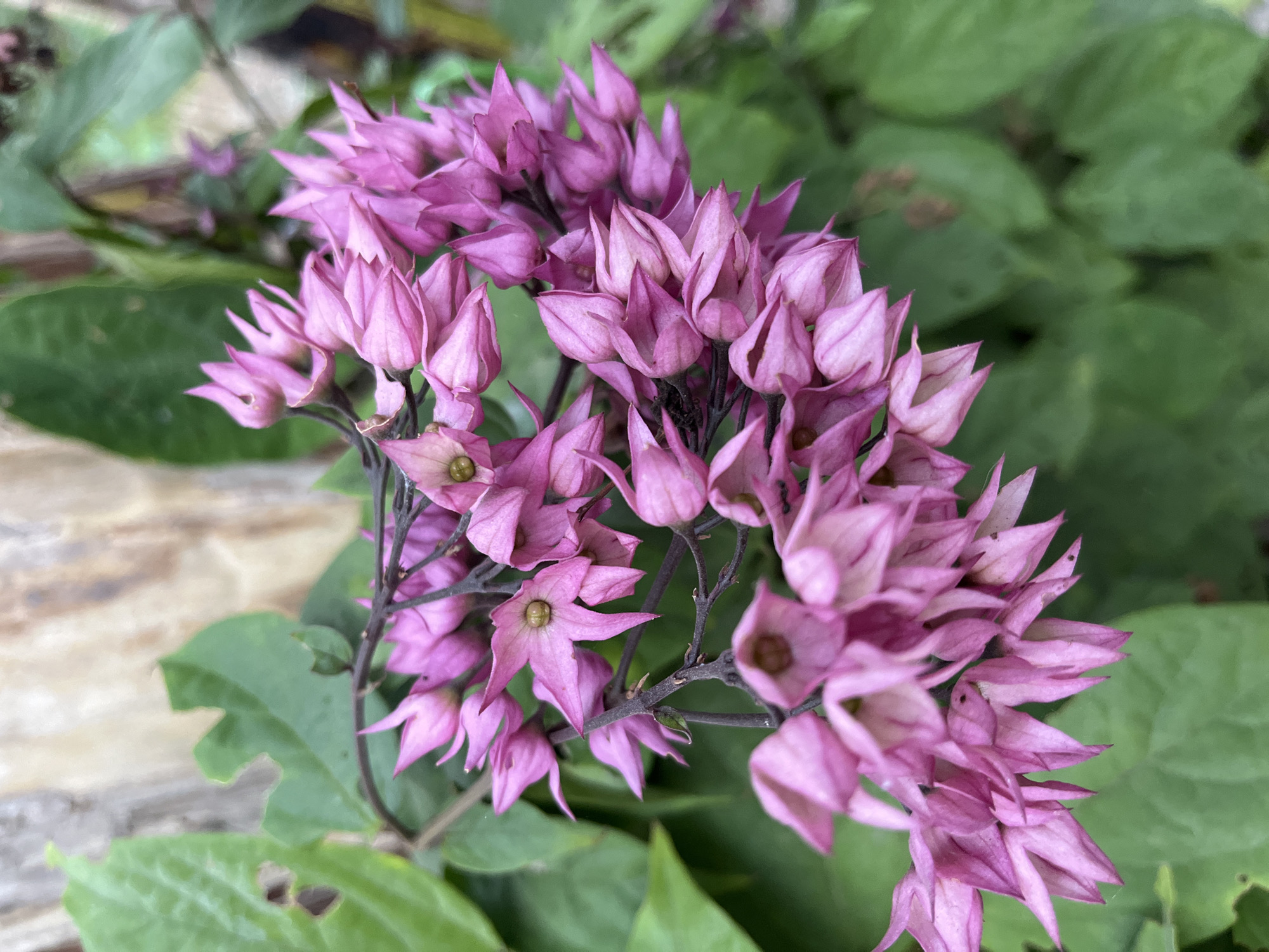 A cluster of vibrant pink flowers hangs from a dark stem against a blurred background of green leaves and a wooden surface. The flowers, with their delicate, pointed petals, create a cascading effect. Some of the flowers are fully open, revealing a pale green center, while others are still in bud. The overall impression is one of natural beauty, likely found in an outdoor setting. The image is a close-up shot, emphasizing the intricate details of the floral arrangement.