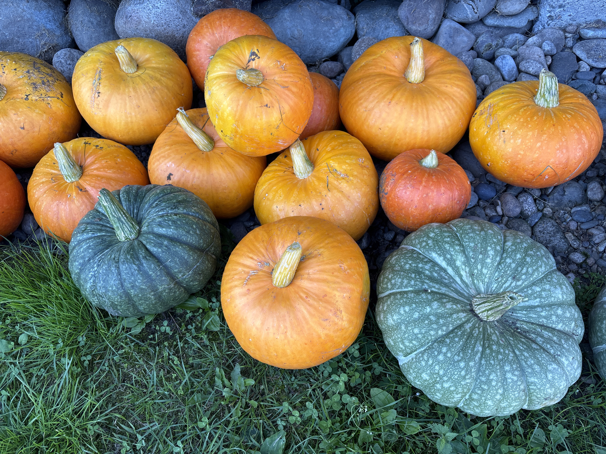 A diverse collection of pumpkins and gourds are displayed on a surface of grey and blue pebbles, with a patch of green grass in the foreground. The pumpkins vary in size, shape, and color, with many exhibiting classic orange hues, while others are a deep green or a mottled greenish-blue. Some pumpkins have ribbed exteriors, and their stems are visible and appear to be light green or tan. The scene is shot from a high angle, looking down onto the gourds. There is no indication of the city of Кордово, Russia, or any specific geographic location. The image captures a still life arrangement of autumnal produce.