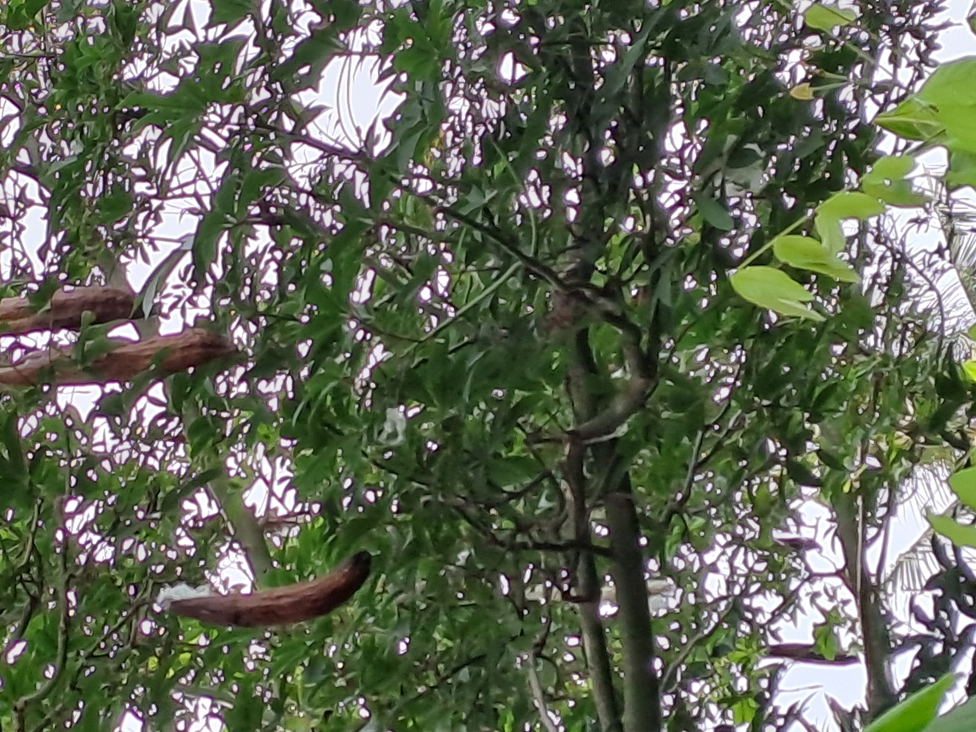 The image shows a close-up view of a tree canopy with several seed pods hanging from branches. The seed pods are brown and elongated. The leaves of the tree are green and varied in shape, some appearing lobed. Sunlight filters through the leaves, creating highlights and shadows. The overall scene suggests an outdoor environment, likely in a natural setting within the city of Geulanggang Baro, Indonesia. There are no people or animals visible in the image.