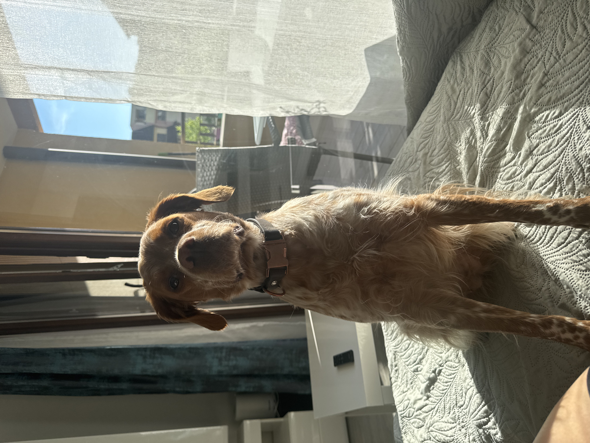 A medium shot shows a dog with brown and white fur and a black collar lying on a bed with a white quilted cover. The dog is looking towards the camera, its head tilted. Through a window, a cityscape is visible with buildings and trees, suggesting an urban setting. The location is Sofia, Bulgaria.