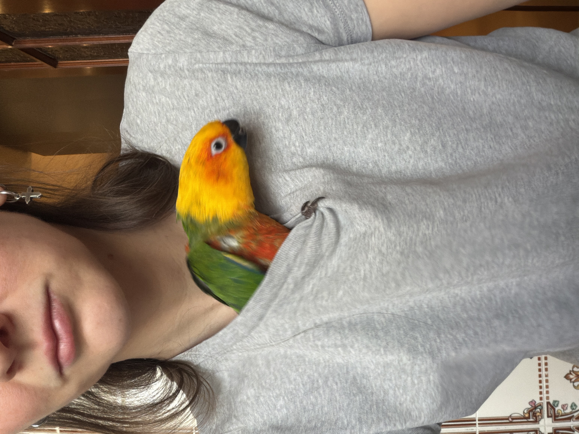 A person wearing a grey t-shirt is holding a sun conure parrot close to their body. The parrot's head and upper body are visible, showing its yellow, orange, and green feathers. The person's face and hair are partially visible, along with a cross earring. The background is slightly blurred, showing a tiled floor and a cabinet. The location is not discernible from the image.