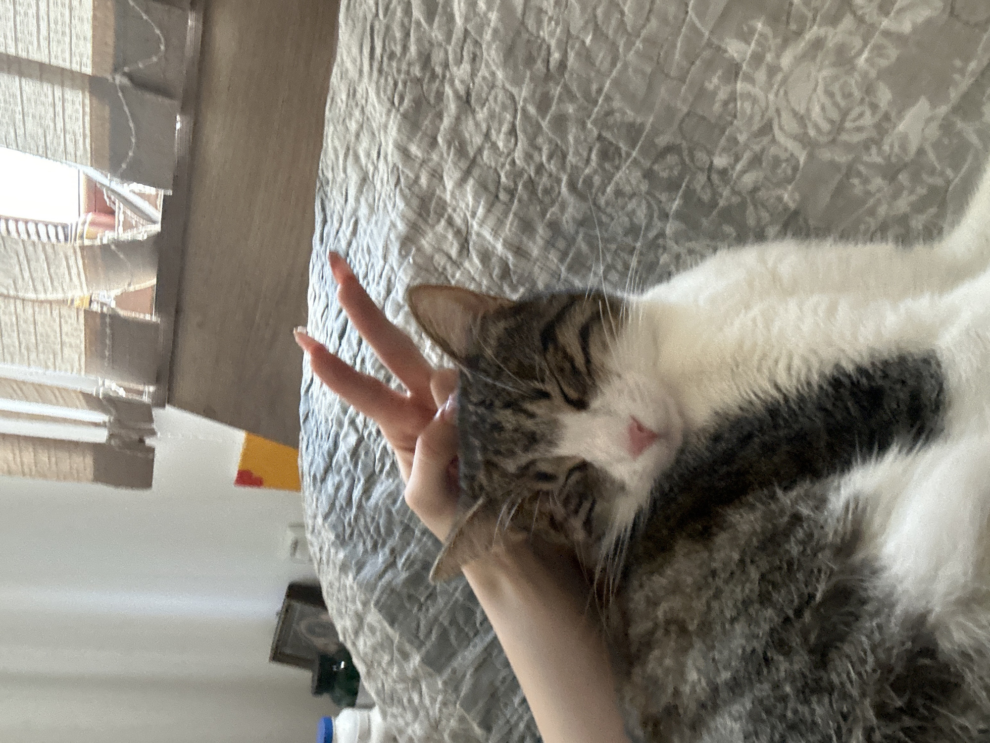 A close-up shot shows a tabby and white cat resting on a grey quilted blanket. The cat's eyes are closed, and its pink nose is visible. A person's hand with long, manicured nails is resting on the cat's head, and two fingers are extended in a peace sign above the cat's forehead. In the background, a wooden headboard of a bed is visible, and sheer curtains hang in front of a window. To the left of the bed, a white bottle and a green container are on a surface. A yellow and red object is also present in the background. The scene appears to be indoors, likely in a bedroom.