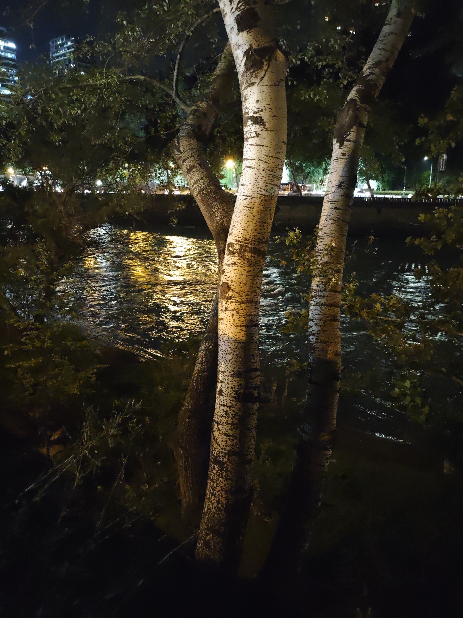 The image depicts a nighttime scene along a riverbank, possibly in Tbilisi, Georgia. In the foreground, three prominent trees with white, mottled bark stand tall, their trunks illuminated by a warm, artificial light. Their branches, adorned with green leaves, extend towards the left and right of the frame, creating a natural canopy.
Beyond the trees, a dark river flows, reflecting the shimmering golden light of distant city lights. The water appears to be in motion, with small ripples visible on its surface. On the far bank of the river, a tree line is visible, with more foliage and scattered lights suggesting an urban environment. In the background, tall, modern buildings rise into the night sky, their windows illuminated, indicating the presence of a city. The overall atmosphere is serene and somewhat tranquil, despite the urban setting.
