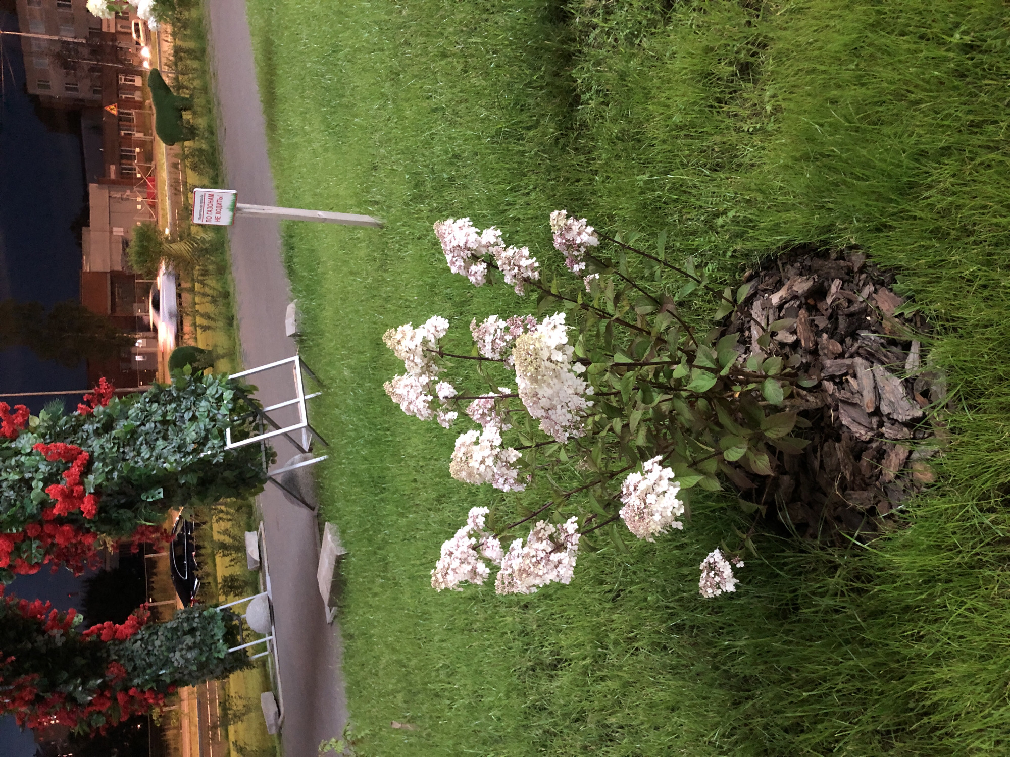 A low-angle, medium shot captures a cluster of light pink hydrangeas on a lush green lawn at dusk in an urban environment. The flowers, in full bloom, are the focal point, with their delicate blossoms catching the fading light. Behind them, a paved pathway is visible, bordered by a manicured lawn. In the background, elements of the city are present: a black car parked near a decorative archway draped with red flowers, a white car driving on a road, and a topiary bear sculpture. A signpost with red lettering on a white background, reading "ПО ГАЗОНАМ НЕ ХОДИТЬ!" (Do not walk on the lawns!), stands planted in the grass, further indicating a park-like setting. The overall scene suggests a well-maintained public space, likely a park or a residential complex courtyard.