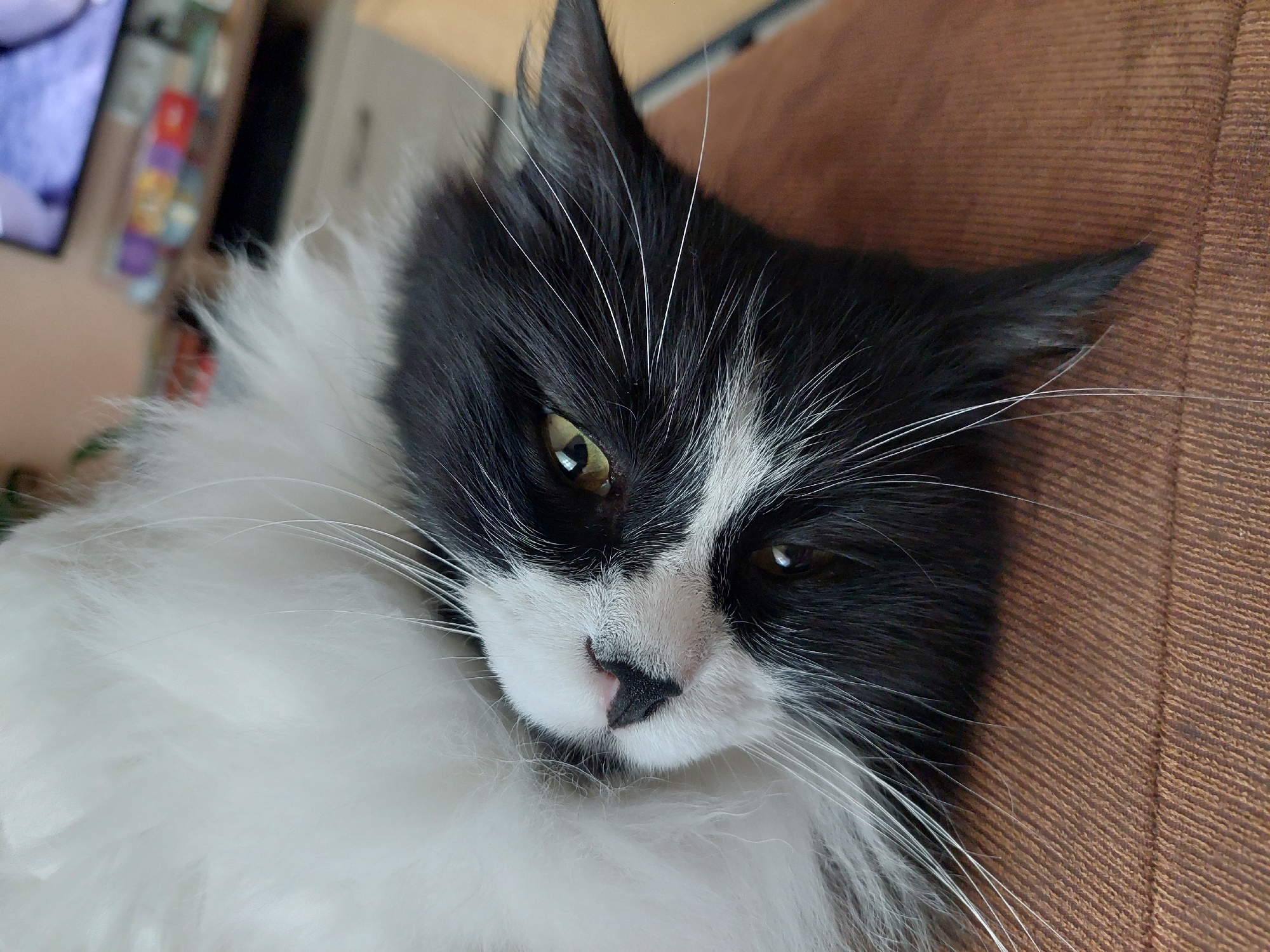 A close-up captures a black and white cat lying on a brown textured surface. The cat has long white whiskers and appears to be resting or sleepy, with half-closed eyes. The fur is long and fluffy. In the blurry background, a television screen and other objects are partially visible. There is no indication of the city of Plovdiv, Bulgaria.