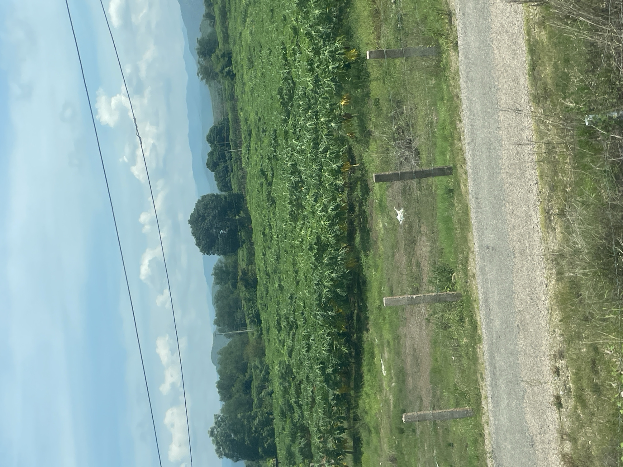 An outdoor, slightly overcast, daytime shot captures a vast field of green foliage, likely papaya trees, stretching towards a line of trees in the background. The field is bordered by a dirt path in the foreground, with barbed wire fencing and concrete posts delineating the property. In the middle ground, a white object, possibly a plastic bag, is visible amongst the plants. A distant mountain range forms the backdrop under a blue sky dotted with white clouds. The image appears to be taken from a moving vehicle, evidenced by the blurred foreground and the angle of the shot. There are no people visible in the scene. The location is the city of Hong Son, Vietnam.