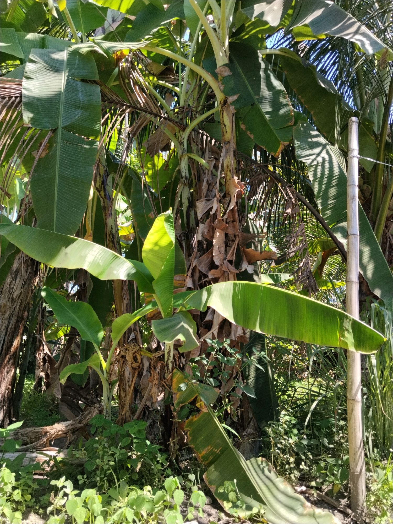 In Korleko Selatan, Indonesia, a dense cluster of banana trees dominates the scene under bright daylight. The foreground is filled with a variety of green foliage, including low-lying plants and taller, leafy stalks. The banana trees themselves are characterized by their large, ribbed green leaves, some of which are tattered and brown, indicating age or natural decay. The trunks of the trees are visible, with fibrous, dark brown bark. A thin, light-colored bamboo pole stands vertically on the right side of the image, secured by a thin wire near its top. The background is a blur of greenery and dappled sunlight, suggesting a natural, possibly overgrown environment. The overall impression is one of lush tropical vegetation.