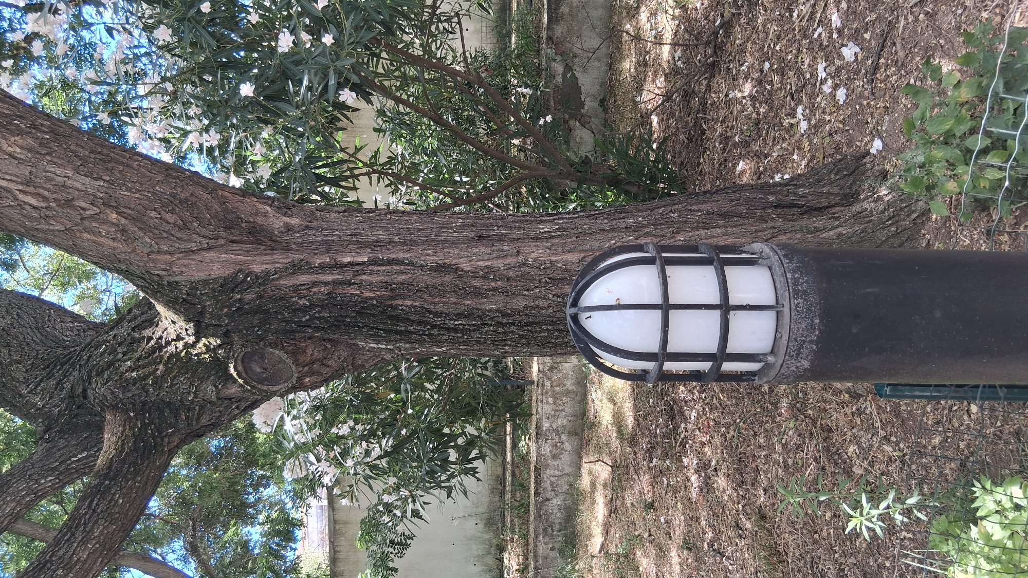 The image shows an outdoor scene in Setúbal, Portugal. In the foreground, a dark cylindrical lamp post with a white, cage-like light fixture stands to the right of center. Behind the lamp post, the thick, textured trunk of a large tree dominates the frame. Its branches spread out, with green leaves and scattered white flowers visible against a bright blue sky. The ground is covered with dry leaves and some sparse green vegetation. In the background, a light-colored wall and some tiered, overgrown planters are visible, suggesting a garden or park setting. The lighting indicates it is daytime. No people are present in the image.