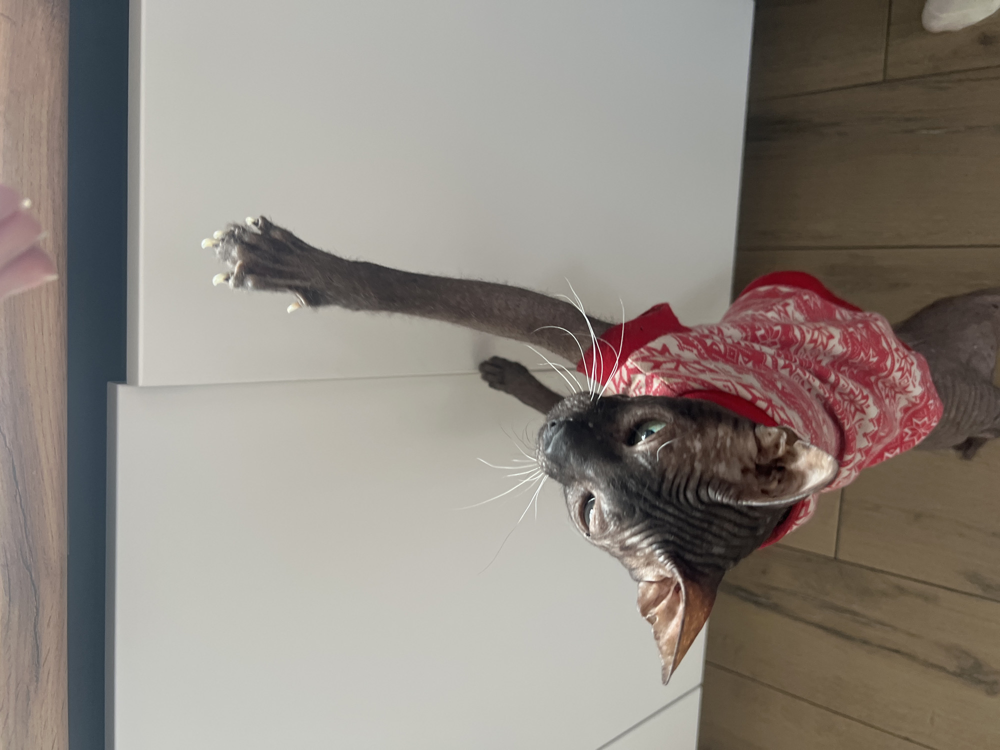 A dark-skinned Sphynx cat, distinguished by its wrinkled skin and prominent white whiskers, is captured standing upright, extending its right front paw forward and slightly upwards. The cat is wearing a red and white patterned sweater that covers its torso. Its greenish-blue eyes are fixed upwards and slightly to its left, suggesting it is looking at or interacting with something, possibly a person. Its claws are visible and extended.
On the far left of the image, partially visible, are the light-skinned fingers of a human hand, seemingly engaging with the cat. The cat is positioned against a light-colored, possibly white or off-white, surface, which appears to be a cabinet or furniture. To the left of this surface, a thin, dark grey or black vertical strip is visible, adjacent to a wooden surface with a vertical grain. The background on the right and bottom of the image features a warm-toned wooden floor with horizontal planks. The lighting is bright and even, indicating daytime indoors. There is no visible text. The scene depicts a domestic setting, likely in Votkinsk, Russia, showing a playful or curious interaction between the cat and a human.