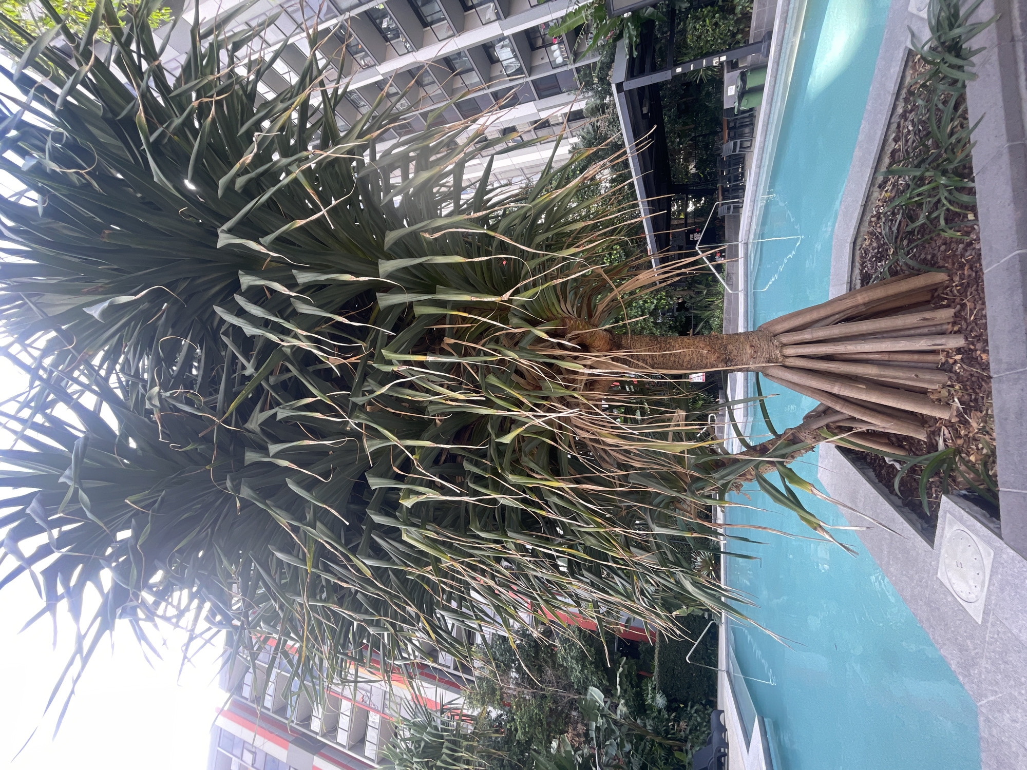 The image shows a swimming pool next to a building with a palm tree in the foreground. The swimming pool is turquoise and has a grey tiled edge. The building is tall and modern with balconies. There are some lounge chairs and tables visible by the pool. The image appears to be taken from a low angle looking up at the tree and building. The location is in the city of Brisbane, Australia.
