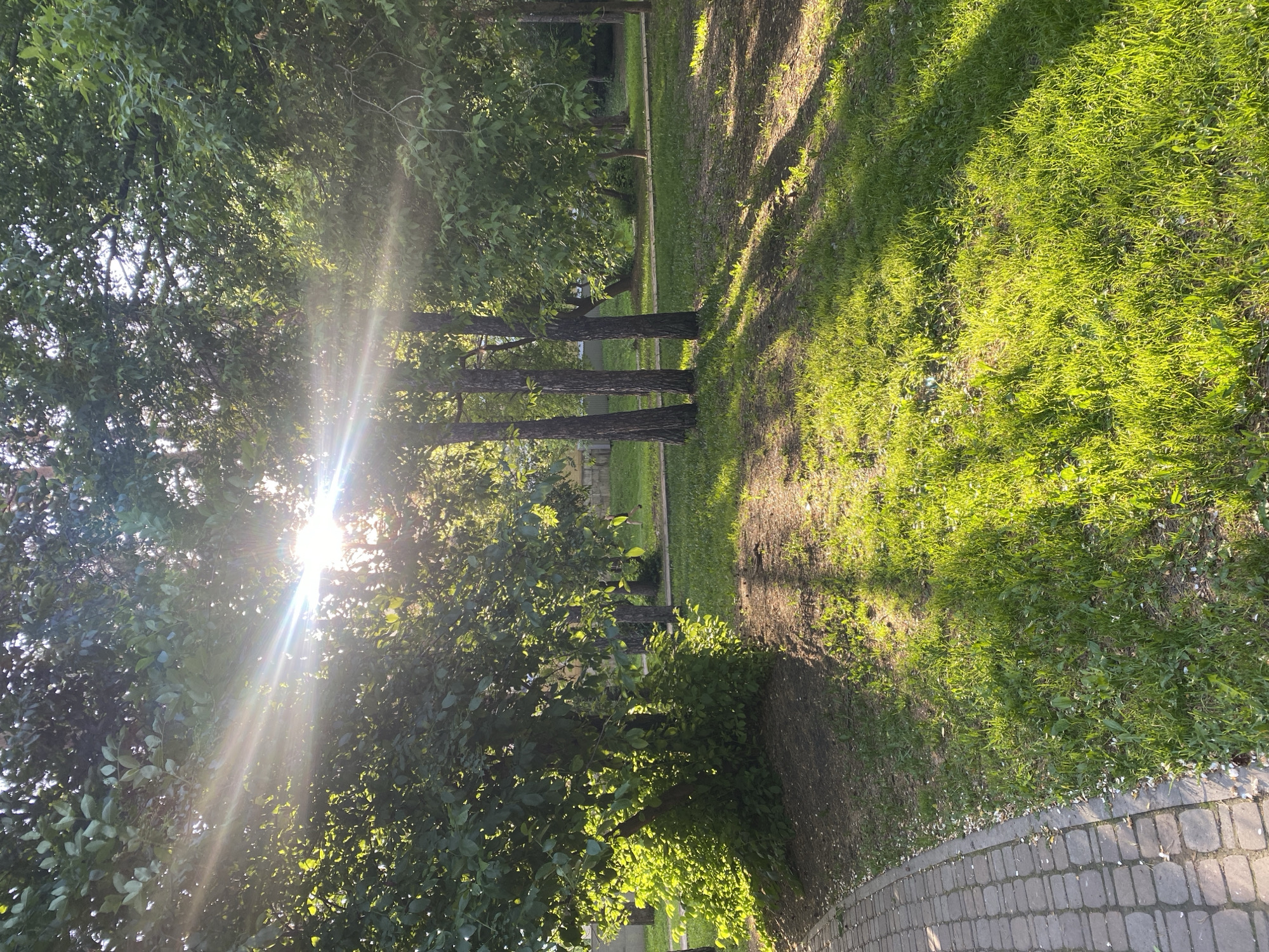 The image captures a sunlit scene in a park, likely in Yekaterinburg, Russia. The sun is partially obscured by trees, creating a strong glare. The scene depicts a grassy area with shadows cast by trees along a walking path. Paved stone bricks are visible at the bottom right corner, indicating a walkway.