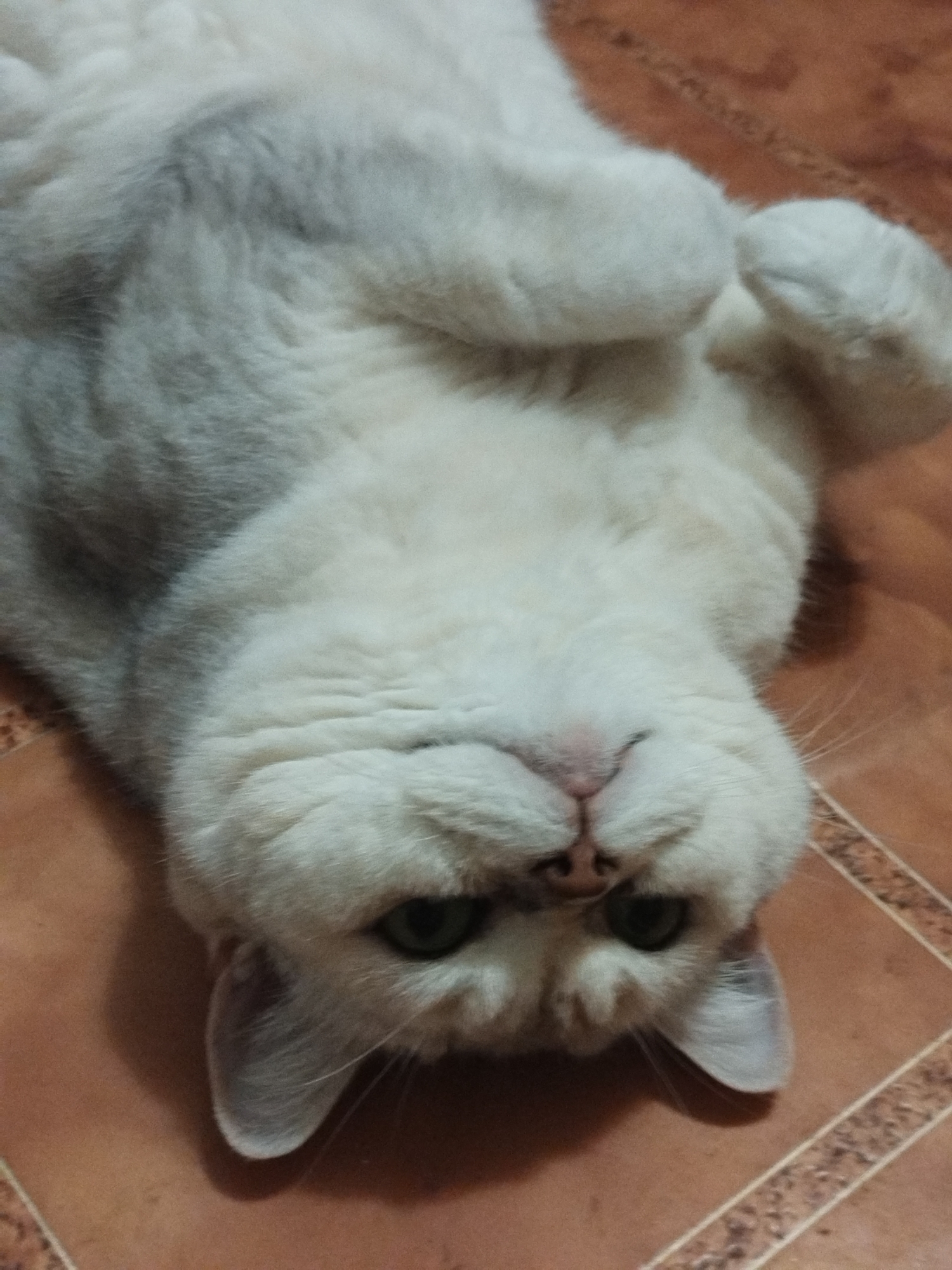A white and grey cat is lying on its back on a tiled floor. The cat's head is upside down, with its eyes partially closed and its nose and mouth visible. Its paws are curled up towards its chest. The floor is made of terracotta-colored tiles with a decorative border. The lighting is dim, and the focus is on the cat.