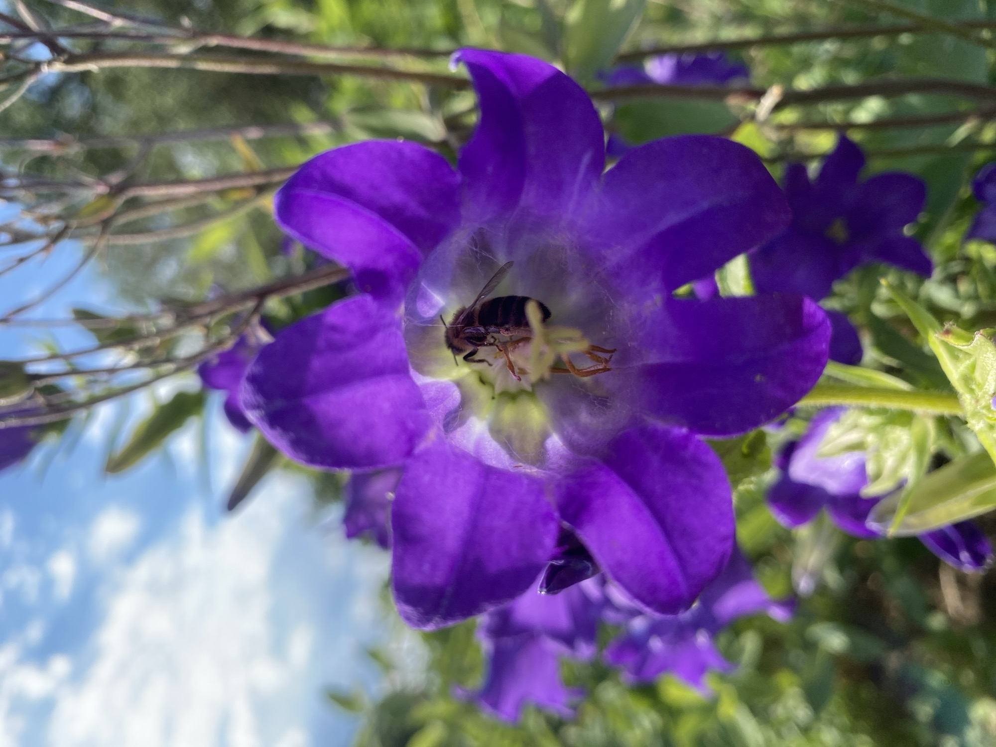 A close-up, low-angle shot captures a solitary bee actively foraging within the bell-shaped, vibrant purple petals of a blooming flower. The bee, with its striped body and delicate wings, is positioned centrally within the flower's throat, its legs interacting with the stamen and pistil. The flower, in sharp focus, displays its rich color and intricate structure, with other blurred purple blossoms and green foliage forming the background. Above, a partially visible sky with scattered white clouds provides a backdrop to the natural scene. This image was taken outdoors, likely in a garden or natural setting within the city of Ustyvytsia, Ukraine, evident by the presence of the native flora and the characteristic sky. There are no people present in the frame.