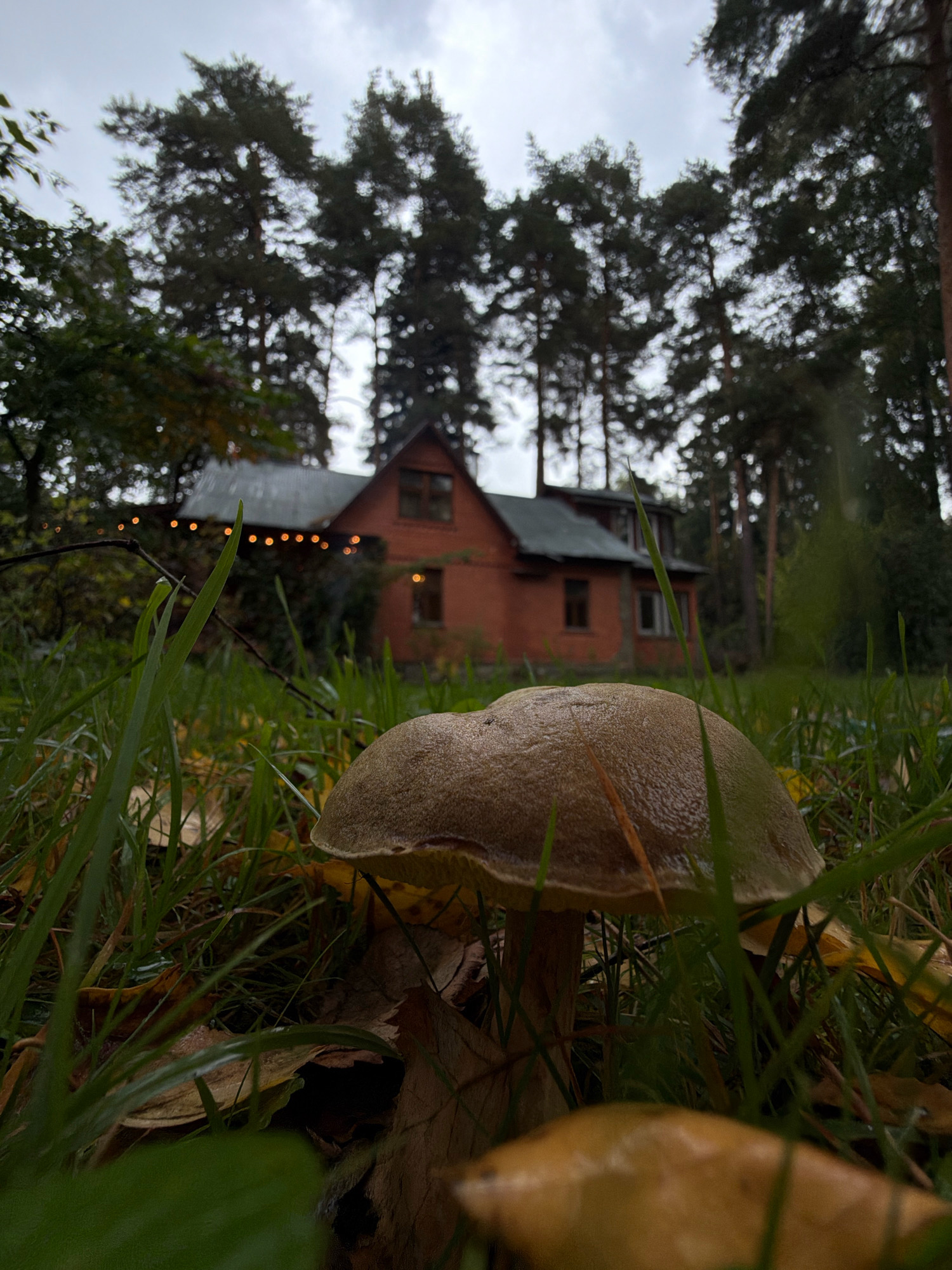 In Udelnaya, Russia, a low-angle shot captures a mushroom in the foreground, its cap glistening with moisture. Behind the mushroom, a rustic, brick house with multiple windows is visible, adorned with a string of warm, orange lights along its roofline. The house is nestled among tall pine trees, their dark green needles creating a dense canopy against a cloudy sky. The ground is covered in lush green grass, interspersed with fallen autumn leaves in shades of brown and yellow. The overall atmosphere is damp and serene, suggesting a cool, possibly rainy, day in the Russian countryside. No people or animals are present in the frame.