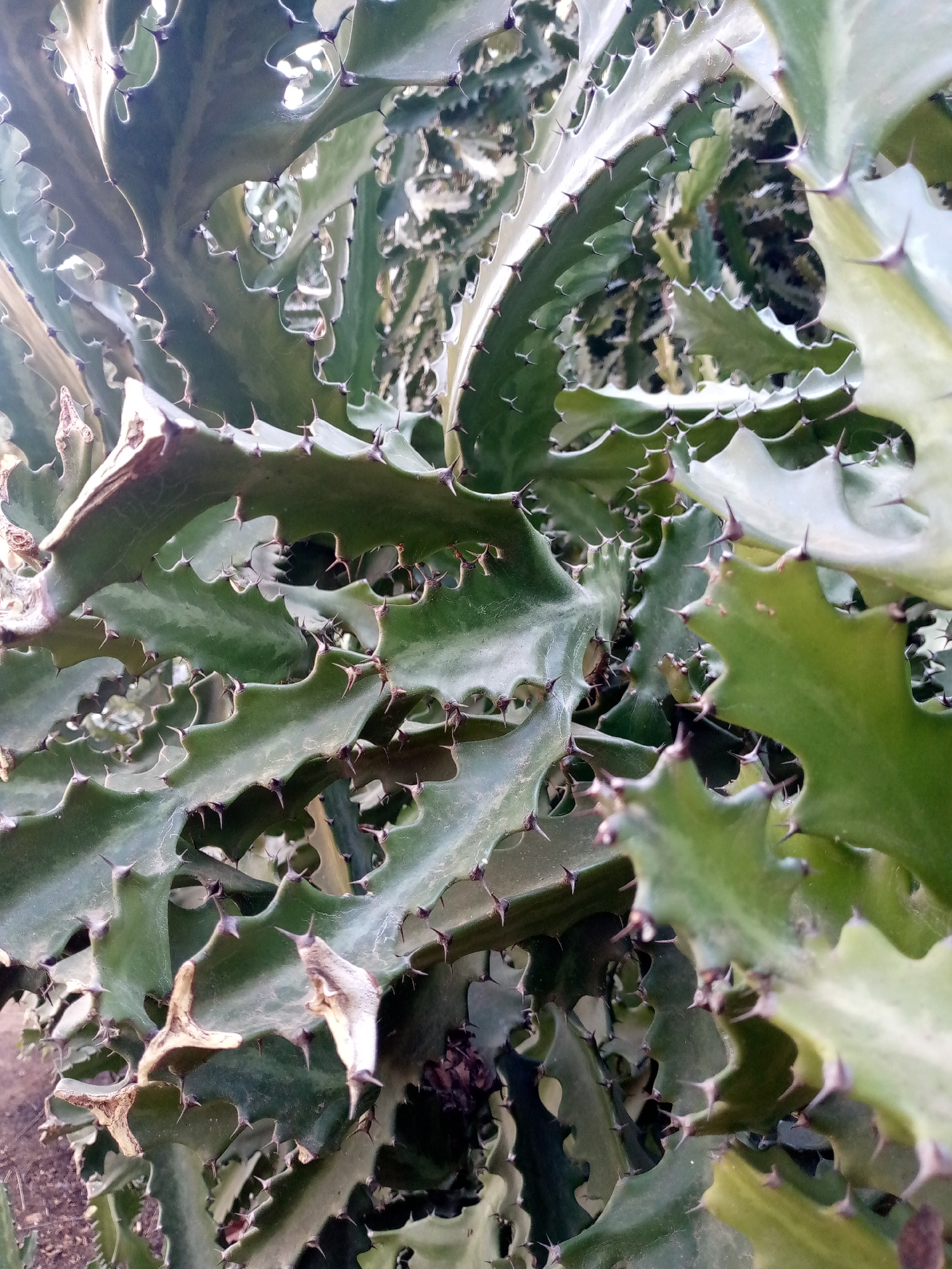 This close-up, vertically oriented image features a thorny succulent plant, likely a species of Euphorbia or a similar desert plant. The main subjects are the thick, fleshy, deep green stems, characterized by their wavy, serrated edges. Along these undulating margins, numerous sharp, dark brown or purplish thorns protrude prominently, serving as a defensive feature.
The plant displays varying shades of green, from a brighter, almost lime green where light hits directly, to darker, olive tones in more shaded areas and older growth. Some portions of the stems exhibit subtle lighter green streaks or variegation. Interspersed among the vibrant green, a few dried, brown, and withered plant fragments are visible, suggesting older or decaying parts of the plant.
The scene depicts a natural outdoor setting, with the background softly blurred to emphasize the intricate details of the plant in the foreground. Hints of additional green foliage and darker, indistinct shapes are visible in the background. The lighting suggests it is daytime, with natural light illuminating the plant, causing some slight reflections on the smoother surfaces of the stems. No activity or events are taking place, and no people or visible text are present in the image. This plant is located in Las Guevaras, Venezuela.
