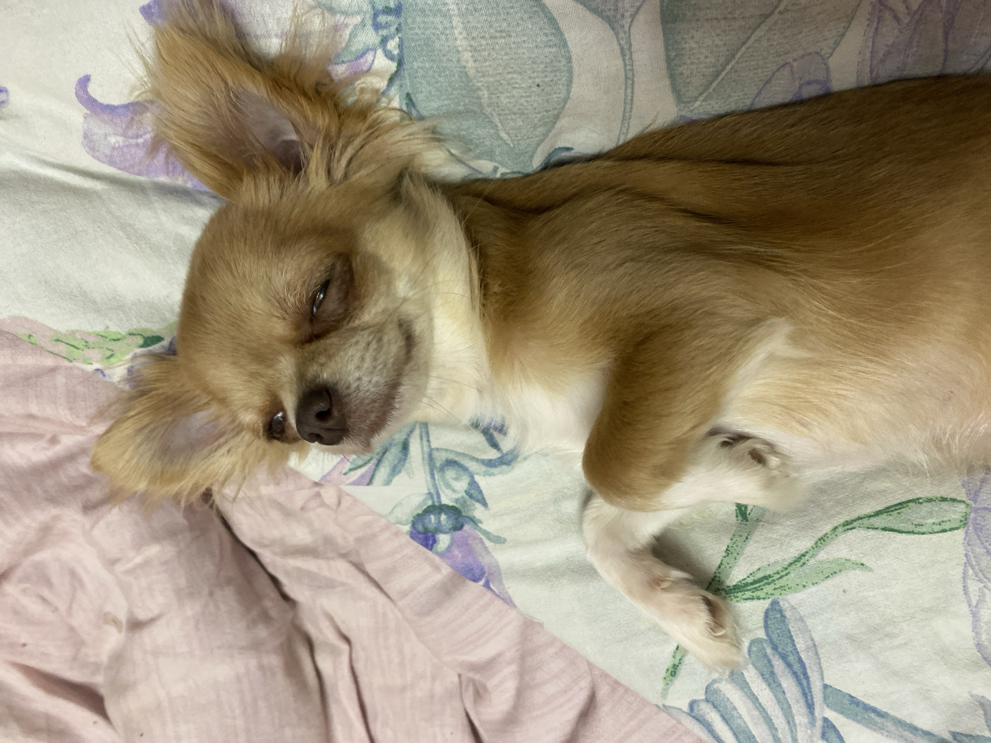 A long-haired, fawn-colored Chihuahua is lying on its back on a bed. The dog's eyes are partially closed, and its head is tilted back. One of its front paws is resting on its chest, and the other is extended to the side. The bed is covered with a pink sheet and a floral-patterned duvet. The image appears to have been taken indoors, likely in a bedroom in the city of Andzhiyevsky, Russia.