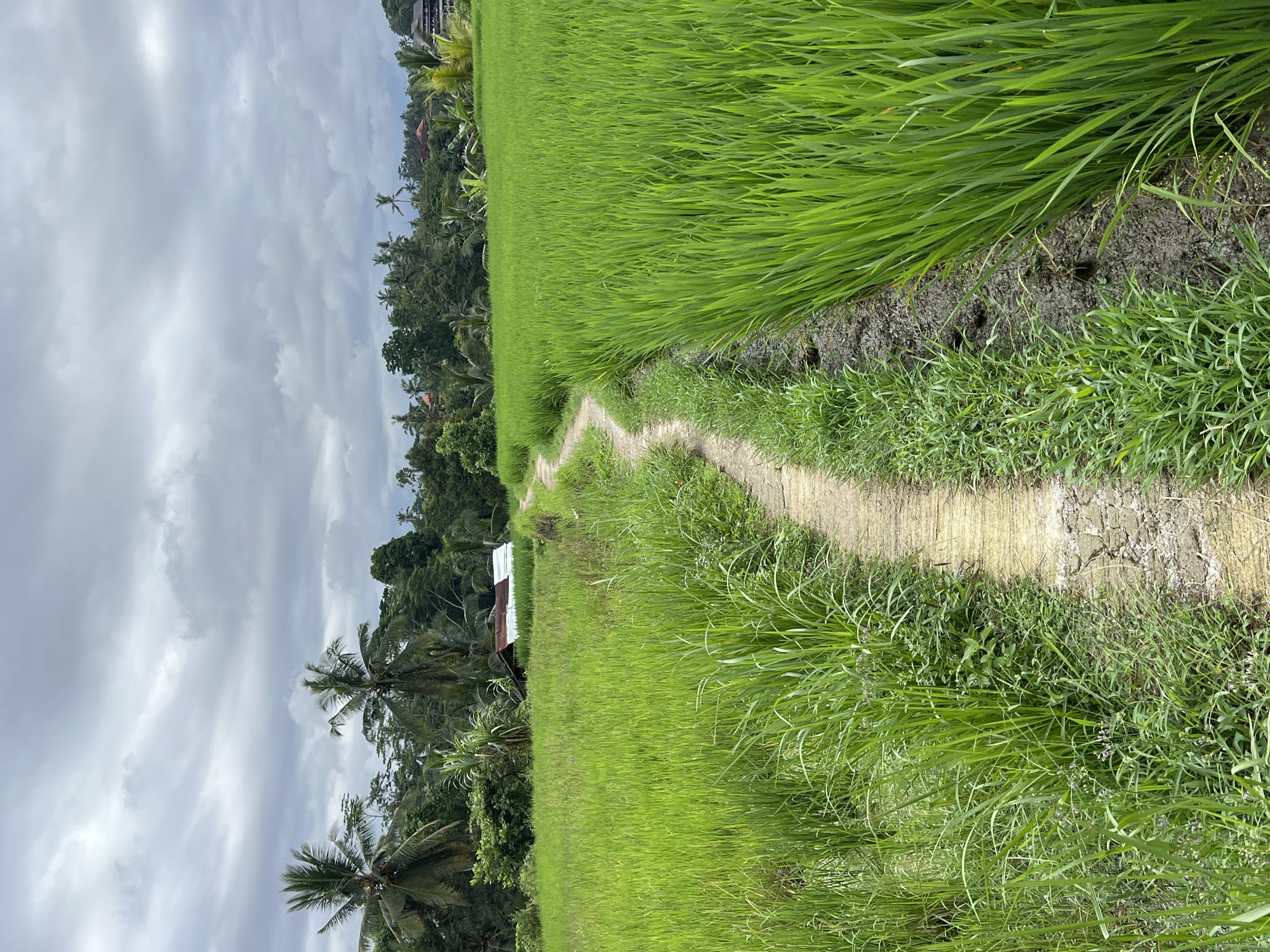 The image shows a landscape in Ubud District, Indonesia, with a narrow, sandy path winding through a rice field. The field is filled with vibrant green rice stalks, and the path is bordered by additional vegetation and weeds. On the left of the image, tropical trees, including palm trees, are present, along with a glimpse of what appears to be a small building or structure with a simple metal roof. The sky is overcast with gray clouds. There are no people visible in the scene. The focus is on the natural landscape and path.