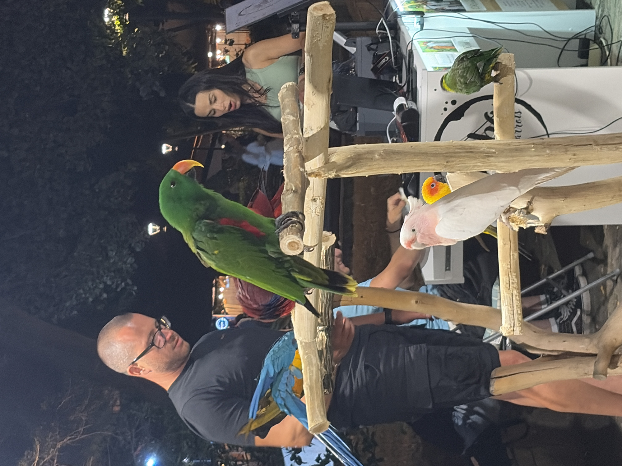 In the city of Sozopol, Bulgaria, an outdoor night scene shows several people and parrots. A man with glasses and a black t-shirt stands on the left, wearing black shorts. He appears to be holding a perch made of branches, on which several parrots are perched. A blue and yellow macaw is on the left side of the perch, facing away from the viewer. To its right, a large green eclectus parrot with a red chest and an orange beak is prominently displayed. A woman in a green tank top stands to the right, looking towards the eclectus parrot with an open mouth. Behind her, a white table displays electronic equipment, including a camera and wires. A pink and white cockatoo is positioned lower on a branch to the right of the eclectus parrot, and a small green parrot is perched on a branch to its right. In the background, trees and lights suggest an urban night setting, possibly a market or event space.