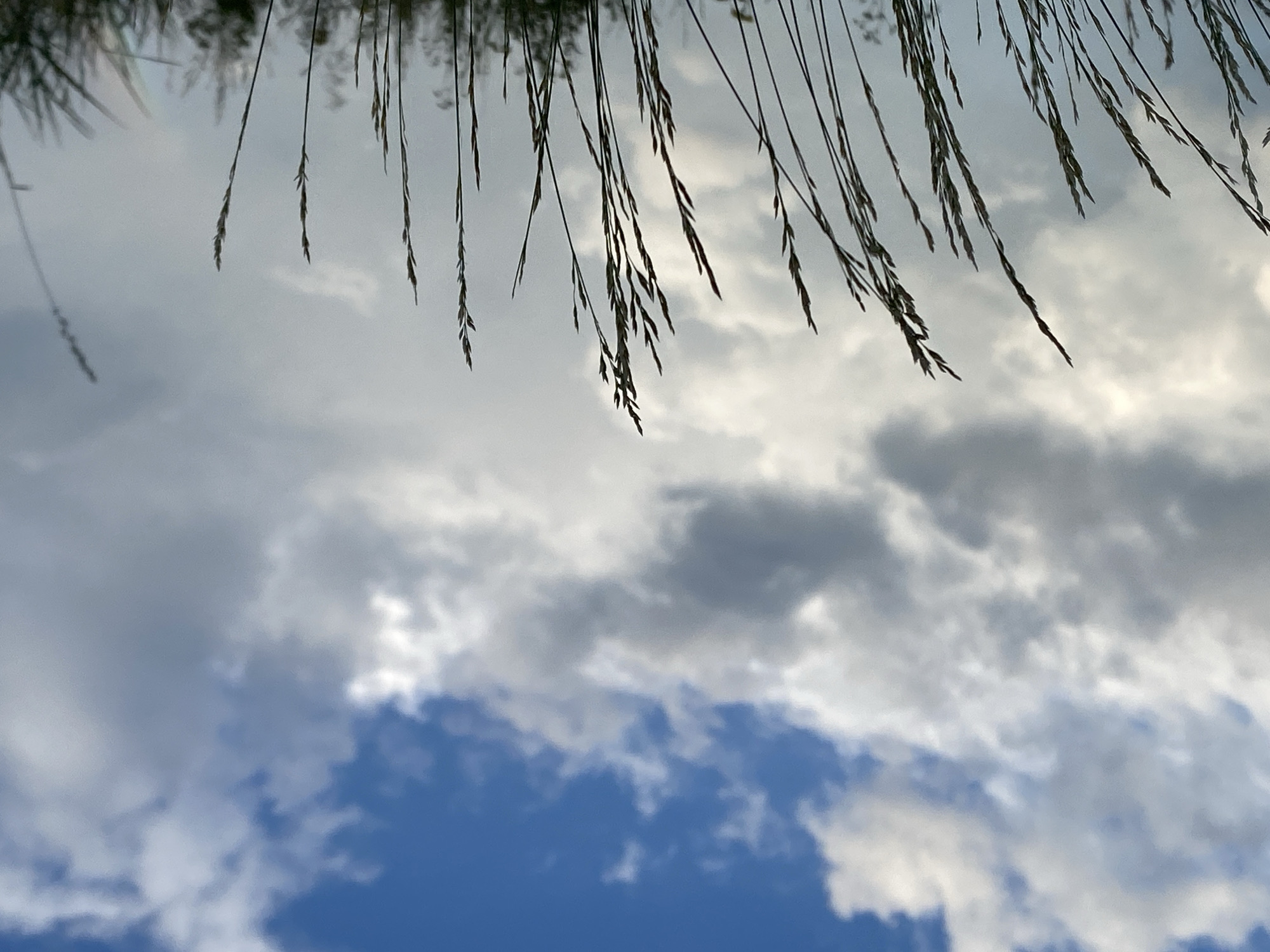 The image depicts a low-angle view of tall, thin blades of grass silhouetted against a cloudy blue sky. The grass stalks are in sharp focus in the foreground, with their fine details visible as they sway gently. The sky above is a mix of bright blue and white, with large, puffy clouds that suggest an overcast or dynamic weather condition. In the far right of the image, a faint, small rainbow arc is visible low on the horizon, partially obscured by distant foliage. The location is identified as Абзаново, Russia.