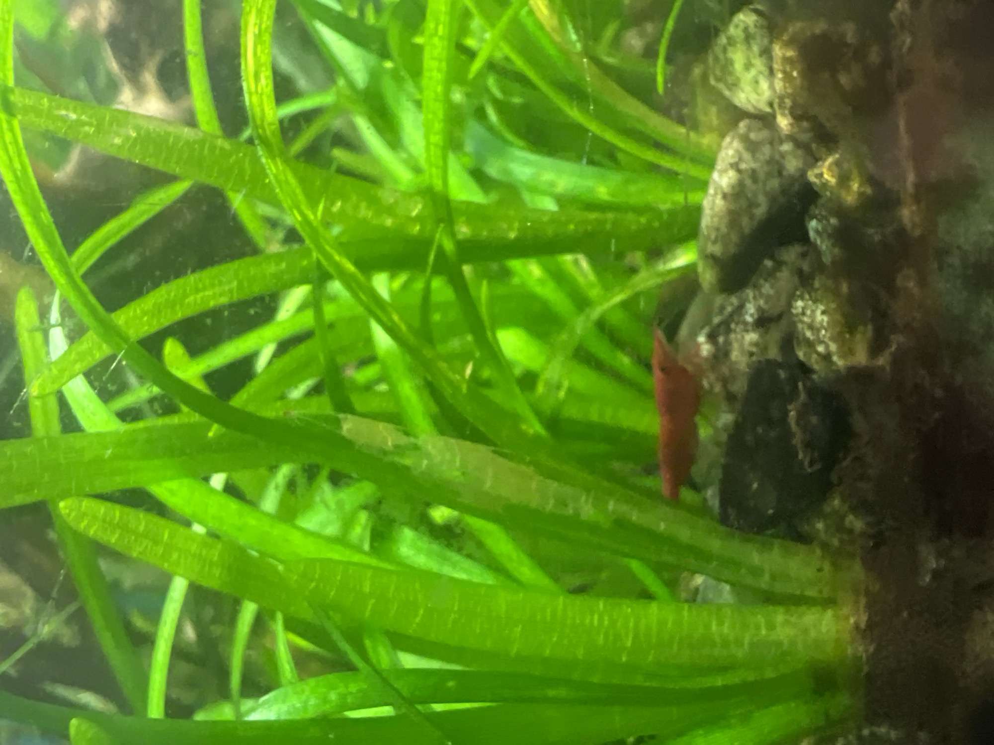A bright red cherry shrimp is positioned in the center of the frame, partially obscured by tall, vibrant green aquatic plants. The shrimp is horizontal, facing to the right, and its body is clearly visible against the darker substrate and rocks below. The substrate is composed of dark soil mixed with small, grey and brown pebbles. The environment is an aquarium, with dense aquatic vegetation filling the background and foreground, creating a lush, naturalistic setting. The lighting highlights the green of the plants and the vivid red of the shrimp.