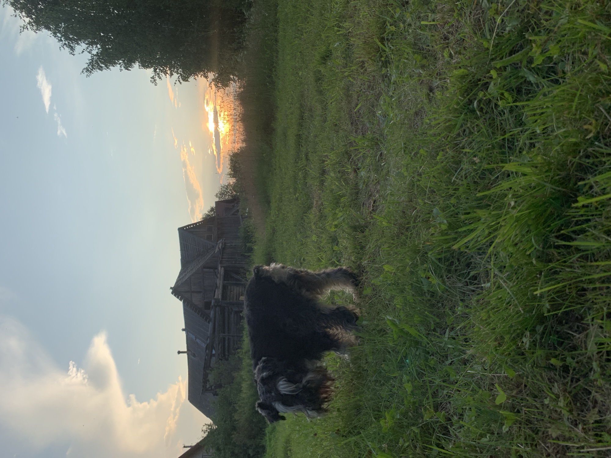 A schnauzer dog is standing in a grassy field with a wooden building in the background under a cloudy sky at sunset. The dog is facing away from the camera, looking towards the ground. The building appears old and dilapidated, with exposed wooden beams and a sloping roof. The sky has dramatic clouds illuminated by the setting sun, casting warm light on the scene. Tall grass and some trees are visible in the foreground and to the right of the frame. The location is Zasechnyi, Russia.