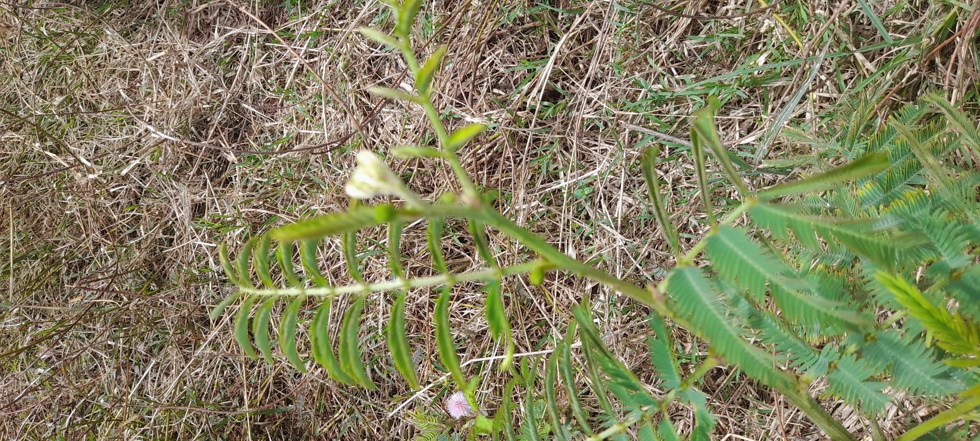 The image depicts a close-up view of a plant, likely Mimosa pudica, also known as the sensitive plant, growing in an outdoor environment. The plant has delicate green leaves and small, light pink, spherical flowers. Some of the seed pods are visible, and they are long and thin. The plant is situated on the ground amidst dry grass and vegetation. The location is Buketteukuh, Indonesia.