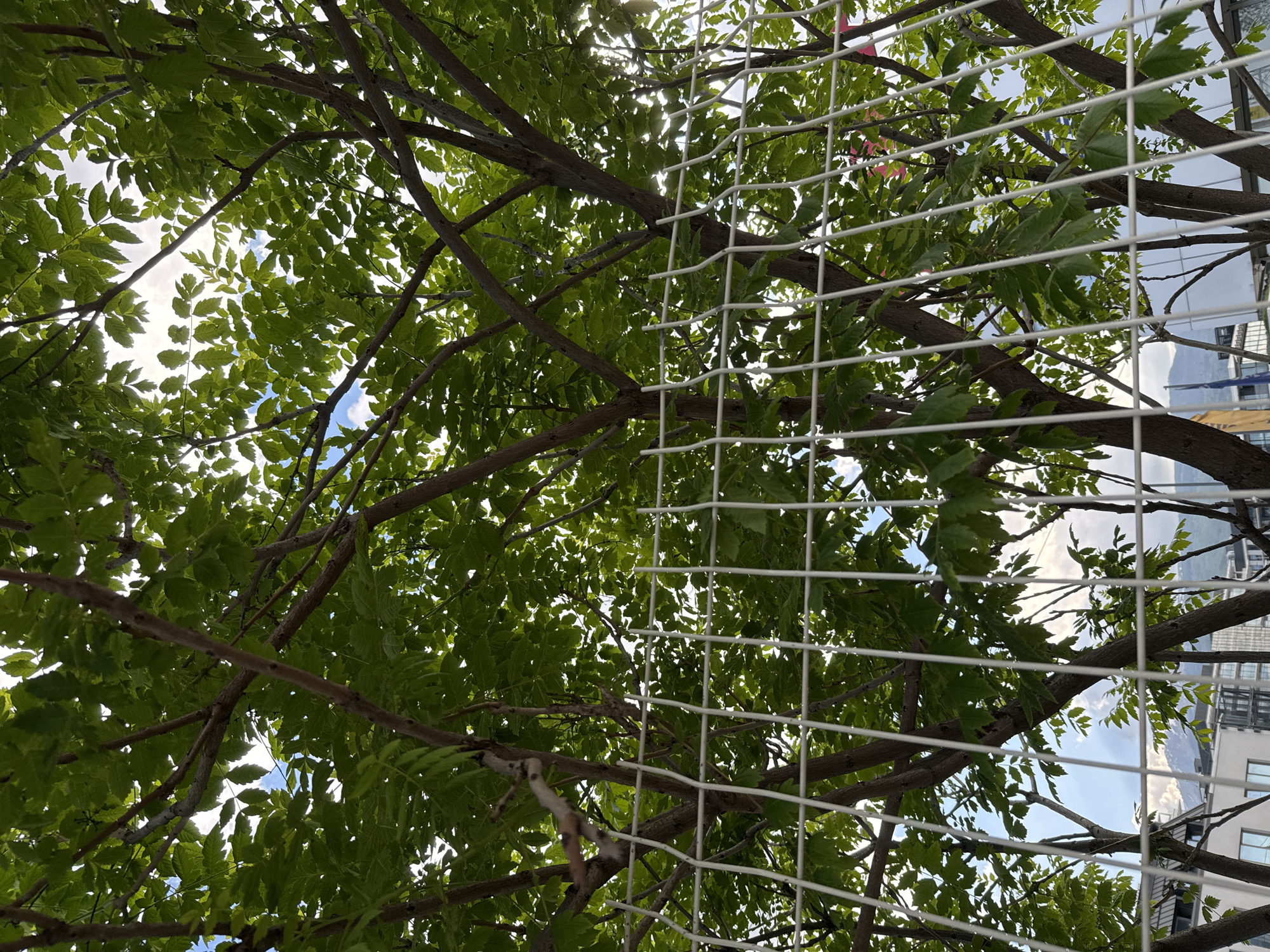 The image, likely taken in Sofia, Bulgaria, presents a low-angle view looking up through the foliage of a tree. The branches and leaves, varying shades of green, partially obscure the sky, with glimpses of blue visible through gaps in the canopy. A white, metal grid or screen, potentially a fence or architectural element, is superimposed over the scene, intersecting the branches and leaves. In the background, blurred architectural elements suggest the presence of buildings, indicative of an urban environment. No people are visible.