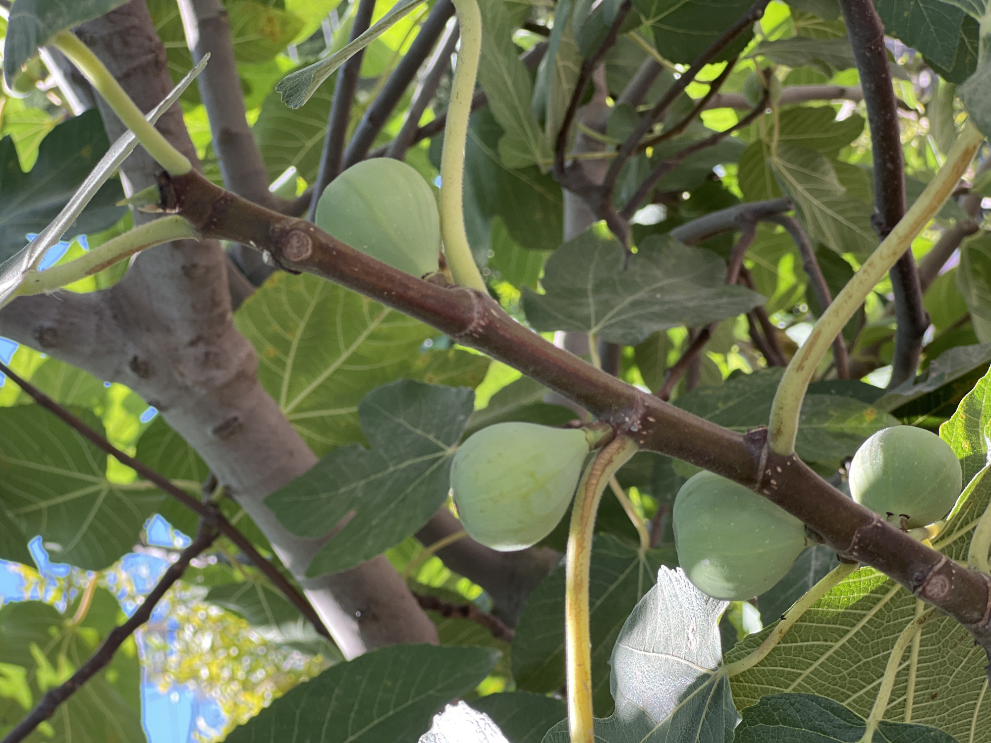 A close-up shot captures a branch of a fig tree laden with several unripe green figs, interspersed with large, textured green leaves. The figs vary slightly in size and shape, with some appearing more elongated and others more rounded. The branch itself is brown and woody, with smaller green stems supporting the figs and leaves. Sunlight filters through the foliage, creating areas of bright illumination and dappled shadows. In the background, other branches and leaves are visible, along with glimpses of bright blue sky and what appears to be distant foliage or building structures, hinting at an outdoor environment. The image is taken in Antalya, Turkey.