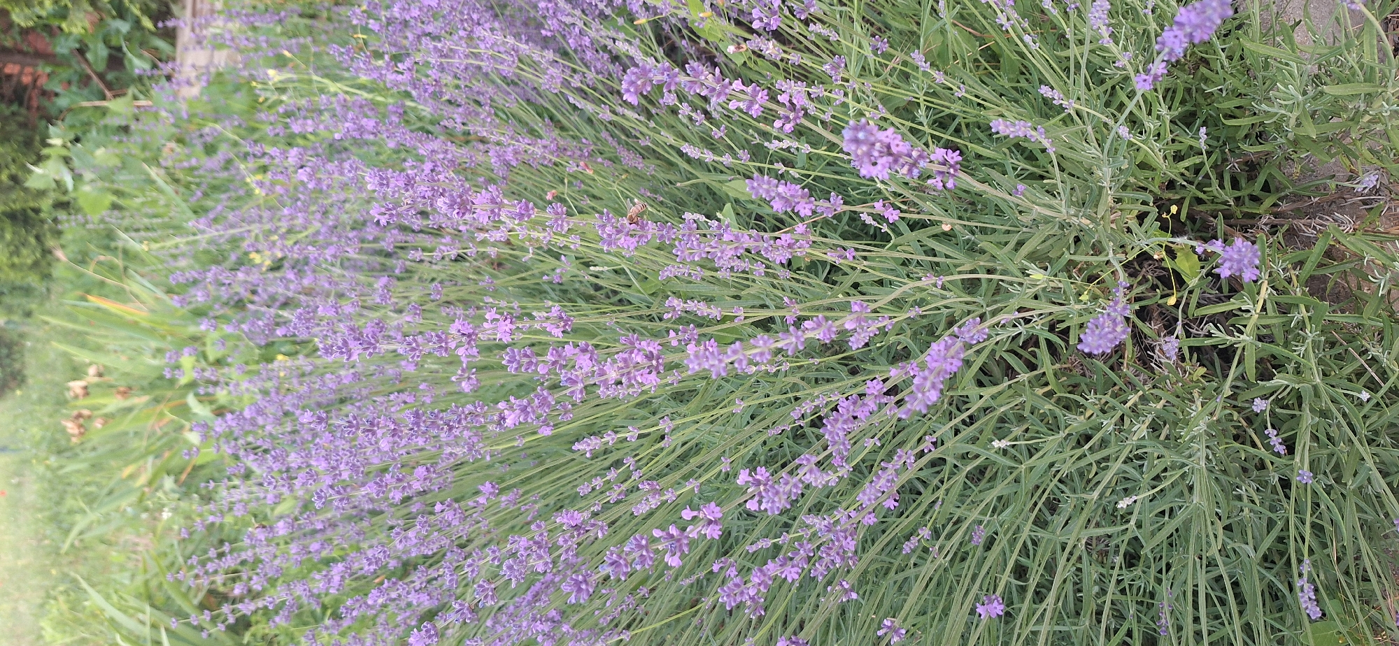 The image shows a dense cluster of lavender plants with numerous purple flower spikes and green foliage. The plants are in a garden setting, with blurred greenery and some brown earth visible in the background. A bee is visible on one of the lavender stalks, collecting nectar. The image appears to be taken from a slightly elevated angle, looking down into the lavender bush.