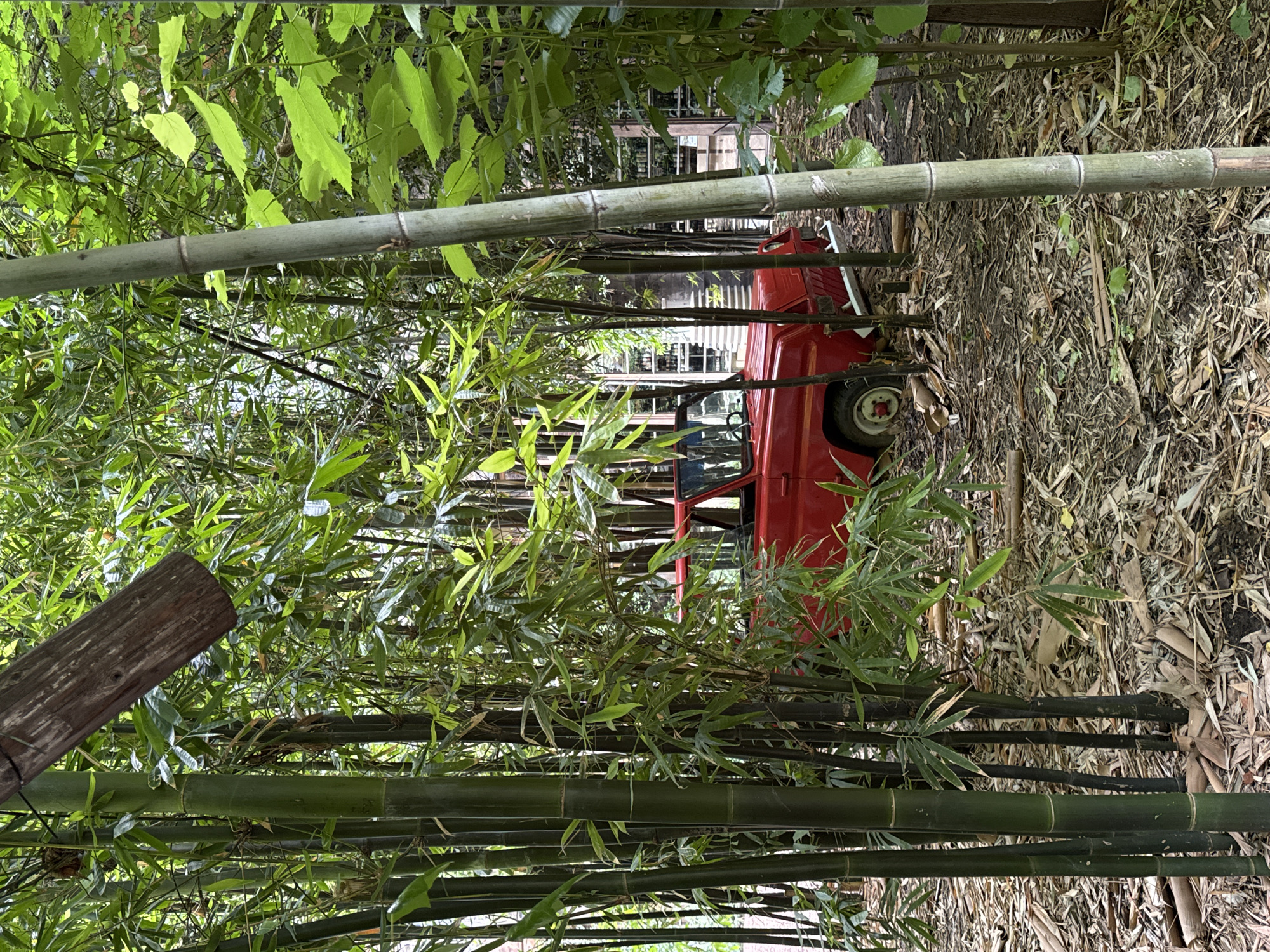 A vintage red vehicle is parked amidst a dense bamboo forest. The vehicle is partially obscured by the tall green bamboo stalks and leaves. The ground is covered with fallen bamboo leaves and branches. In the background, a building with windows is visible through the foliage. The scene appears to be located in the Botanical Garden of Tbilisi, Georgia, a place known for its diverse flora and tranquil atmosphere.