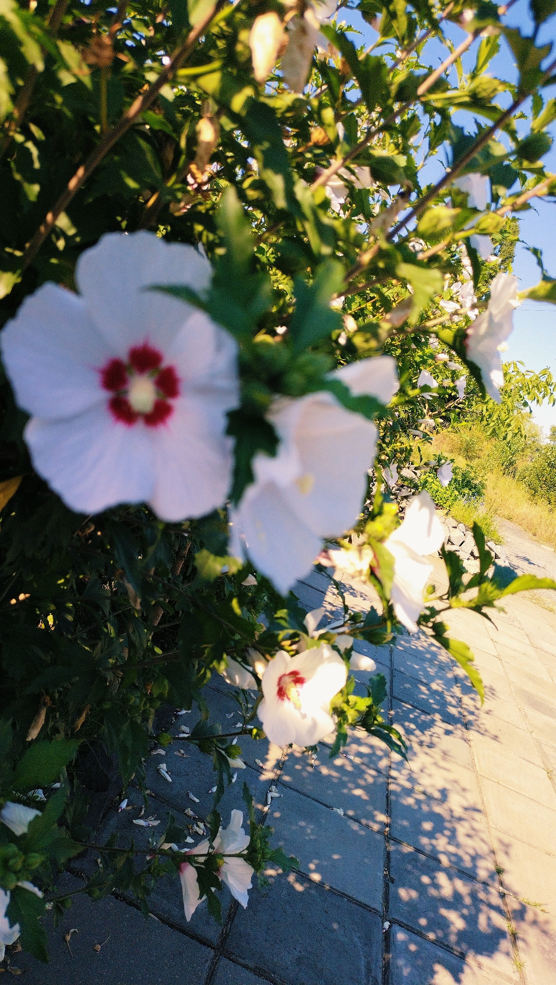 The image shows a close-up of white hibiscus flowers with red centers, blooming on a bush. The bush is positioned near a paved walkway and a grassy area with trees in the background. The sun is casting shadows from the leaves and flowers onto the walkway. The sky is clear and blue. The location is identified as Horishni Plavni, Ukraine. There are no people or animals visible in the image. The overall scene depicts a naturalistic setting within a city environment.