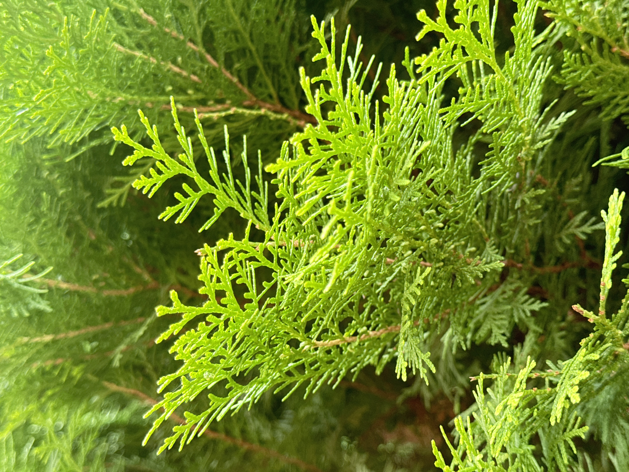 This is a close-up, eye-level, full shot photograph of lush, vibrant green foliage from a conifer tree, likely a cypress or juniper, given its scale-like leaves and fern-like appearance. The foreground features several delicate fronds with a brighter, almost neon green hue, suggesting new growth or higher light exposure. These fronds are detailed, showcasing their fine, feathery structure with small, pointed leaf tips. The background is composed of denser, darker green foliage, creating a soft, out-of-focus effect that emphasizes the sharpness of the foreground elements. The lighting is natural, highlighting the texture and color variations within the leaves. There are no people or animals visible in the image. The scene is outdoors, likely in a garden or natural setting, given the density and scale of the plant. The image's focus is purely on the botanical subject, presenting a macro view of the plant's intricate natural form. The image contains no elements that suggest a specific location within Ia Hru, Vietnam.