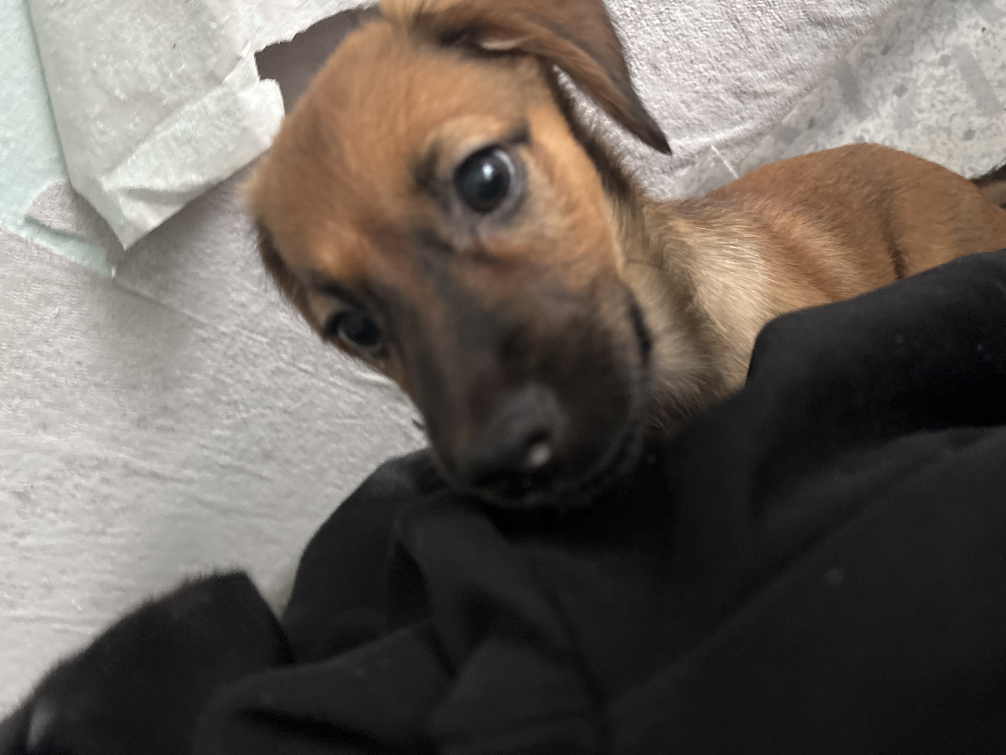 A close-up, medium shot photograph captures a young dachshund puppy with light brown fur and dark markings around its eyes and nose. The puppy is positioned on a textured white surface, possibly a blanket or paper, with a piece of crumpled white material visible in the upper right quadrant. A large portion of the left side of the frame is occupied by a dark, seemingly soft fabric, likely clothing, partially obscuring the puppy's body. The puppy is looking towards the camera with large, dark, and reflective eyes. The lighting is soft, creating a gentle illumination of the puppy's face. The image was taken in Birobidzhan, Russia.