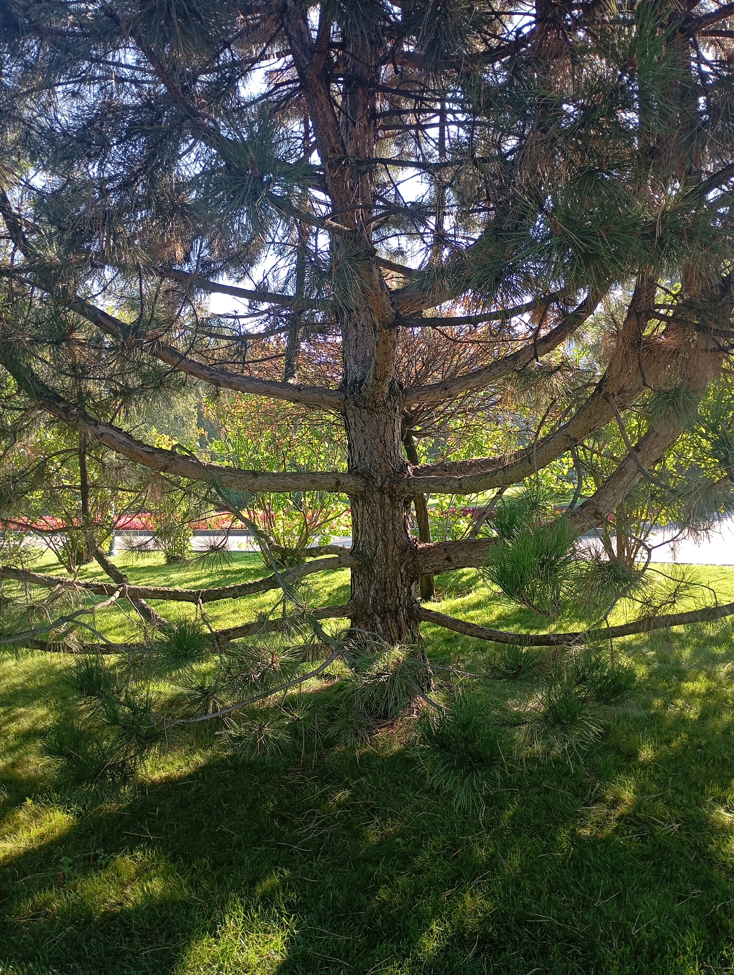 This image shows a close-up view of the trunk and branches of a large evergreen tree, likely a pine, with its needles clearly visible. The tree is set against a backdrop of a sunlit green lawn and a line of other trees and bushes. The lighting suggests it is daytime, possibly late afternoon, with dappled sunlight creating shadows on the grass. The location is identified as Kharkiv, Ukraine, though the specific area within the city is not discernible from the image alone. There are no people or animals present in the frame. The scene is peaceful and natural, typical of a park or garden setting.