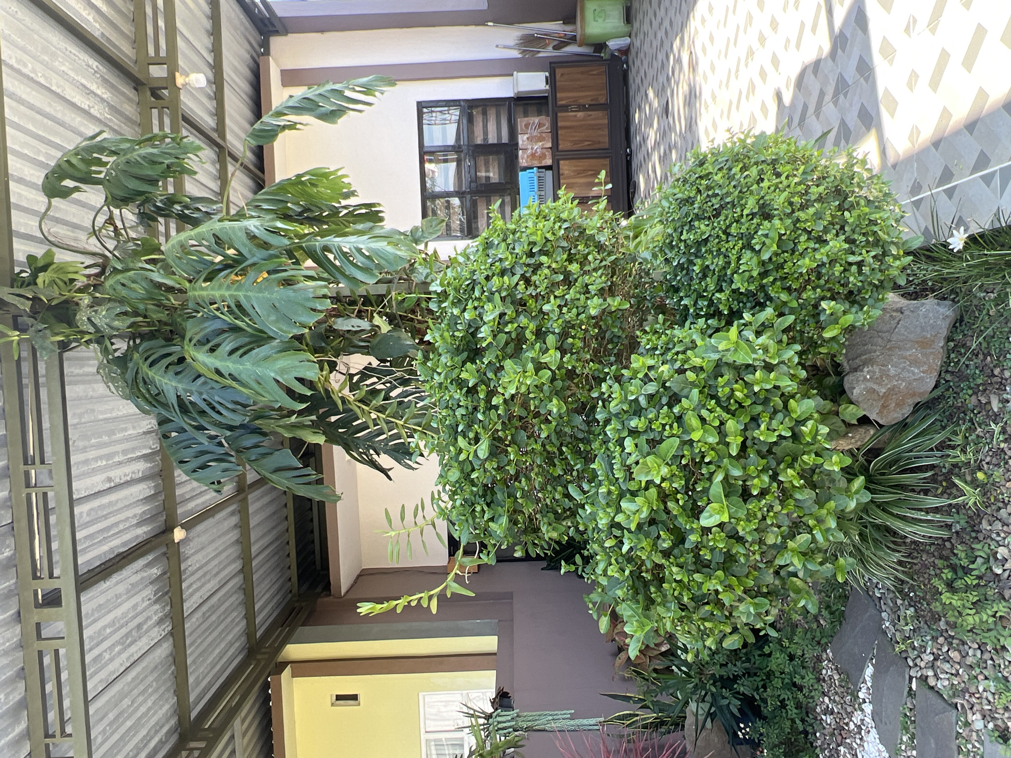 The image shows a front yard with a covered patio area. A large leafy plant, likely a Monstera, is growing upwards. In front of it is a manicured shrub. The ground is paved with tiles and scattered with small stones and gravel. In the background, there is a building with a yellow and brown facade. A wooden cabinet with glass doors sits against the wall. A few items are placed on top of the cabinet, including what appears to be a pet carrier and some boxes. The scene is outdoors, with sunlight casting shadows on the ground. There are no people visible in the image. The setting suggests a residential area in Temanggung, Indonesia, likely a home with a garden and outdoor living space.