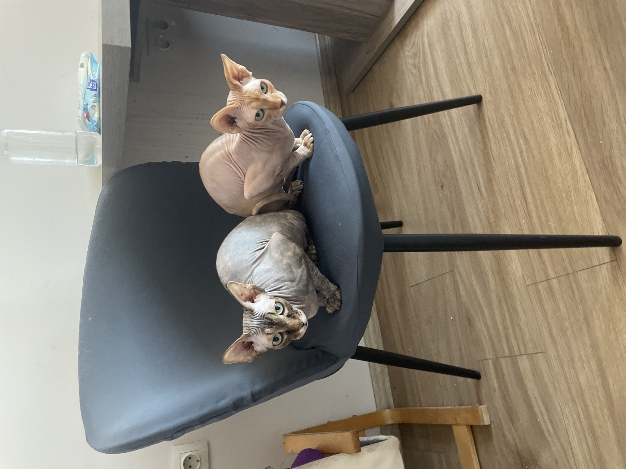 The image shows two Sphynx cats sitting on a gray chair. The top cat is pinkish in color, while the cat below is greyish-brown. The background consists of a wooden floor and a white wall. There is an electric socket on the wall, and a baby wipe packet attached to the wall with an adhesive strip. Based on previous context, it is presumed the location is in the city of Sofia, Bulgaria.