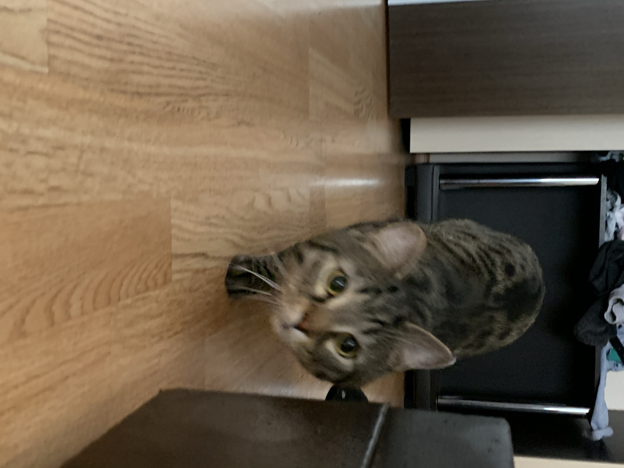 A tabby cat is captured in a low-angle shot, walking towards the camera on a light brown wooden floor. The cat is in focus, with its head tilted and eyes looking directly at the viewer. The background is blurred, showing a dark closet or shelf unit with some clothing items on top, and a portion of a dark brown furniture piece on the right side of the image. The scene appears to be indoors, in what could be a residential setting.