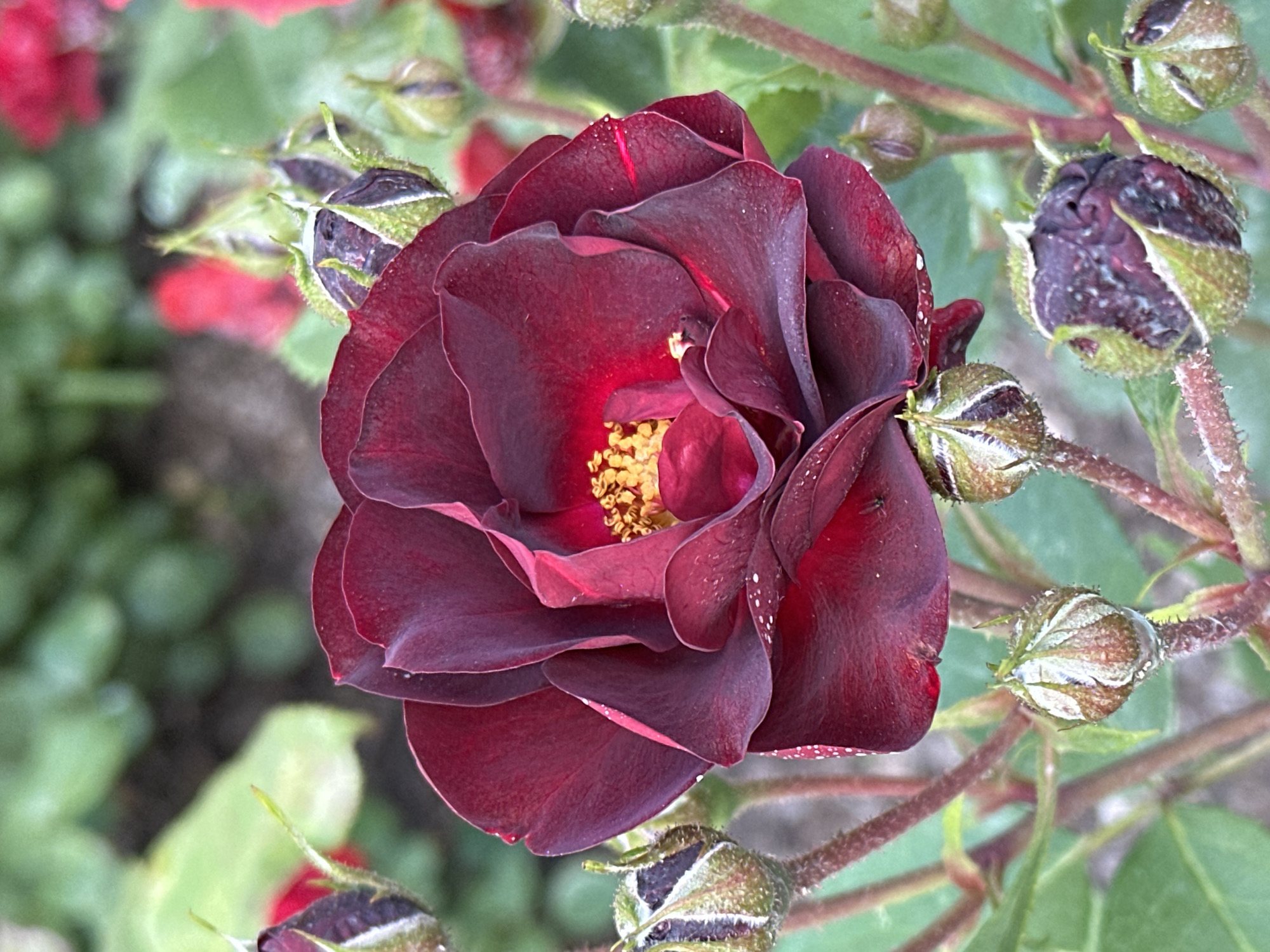 A close-up, eye-level shot focuses on a deep red rose in full bloom, its velvety petals unfurling to reveal a vibrant yellow stamen. The rose is surrounded by several unopened buds, some showing hints of dark red peeking through their green sepals. The background is a soft blur of green foliage and hints of red flowers, suggesting a garden setting. The image appears to have been taken in the city of Ostafievo, Russia.