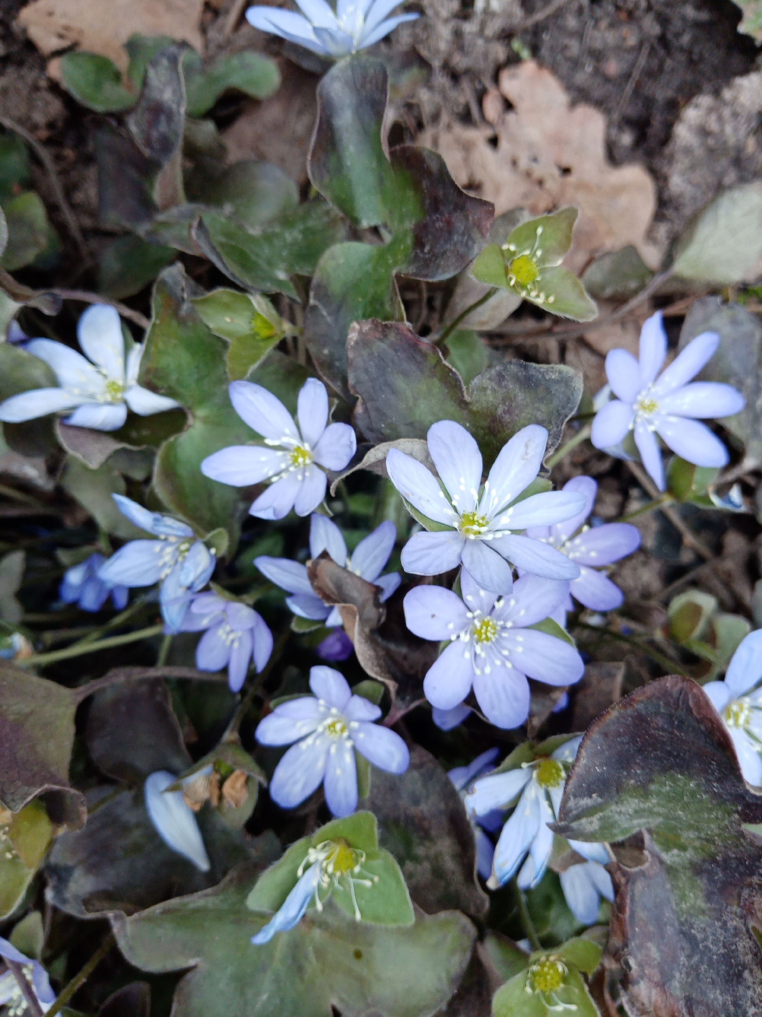 The image shows a close-up of Hepatica flowers in bloom, surrounded by dark green and brownish leaves. The flowers are light blue with white centers and multiple petals. The background includes some dried leaves and soil. The location, Elektrostal, Russia, is only based on the prompt and is not visually verifiable from the image.