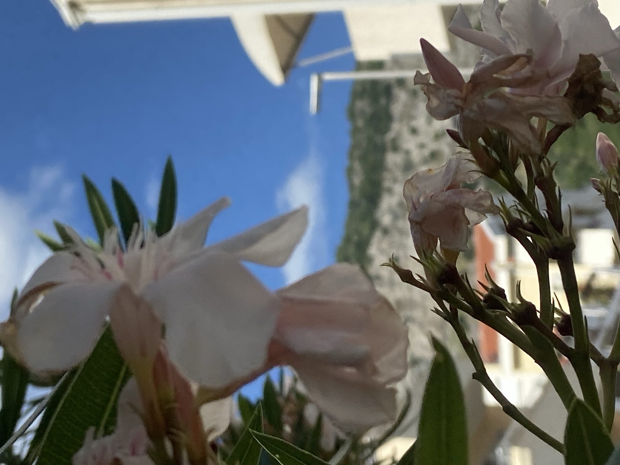 The photograph captures a close-up view of light pink and white flowers against a bright blue sky. In the background, there are blurred buildings and a rugged, rocky hillside. The overall impression is one of a sunny day in a Mediterranean setting, potentially in the city of Budva, Montenegro, given its coastal and mountainous landscape. There are no people or animals visible in the image. The focus is on the delicate structure of the flowers and the contrasting elements of the natural and built environment.
