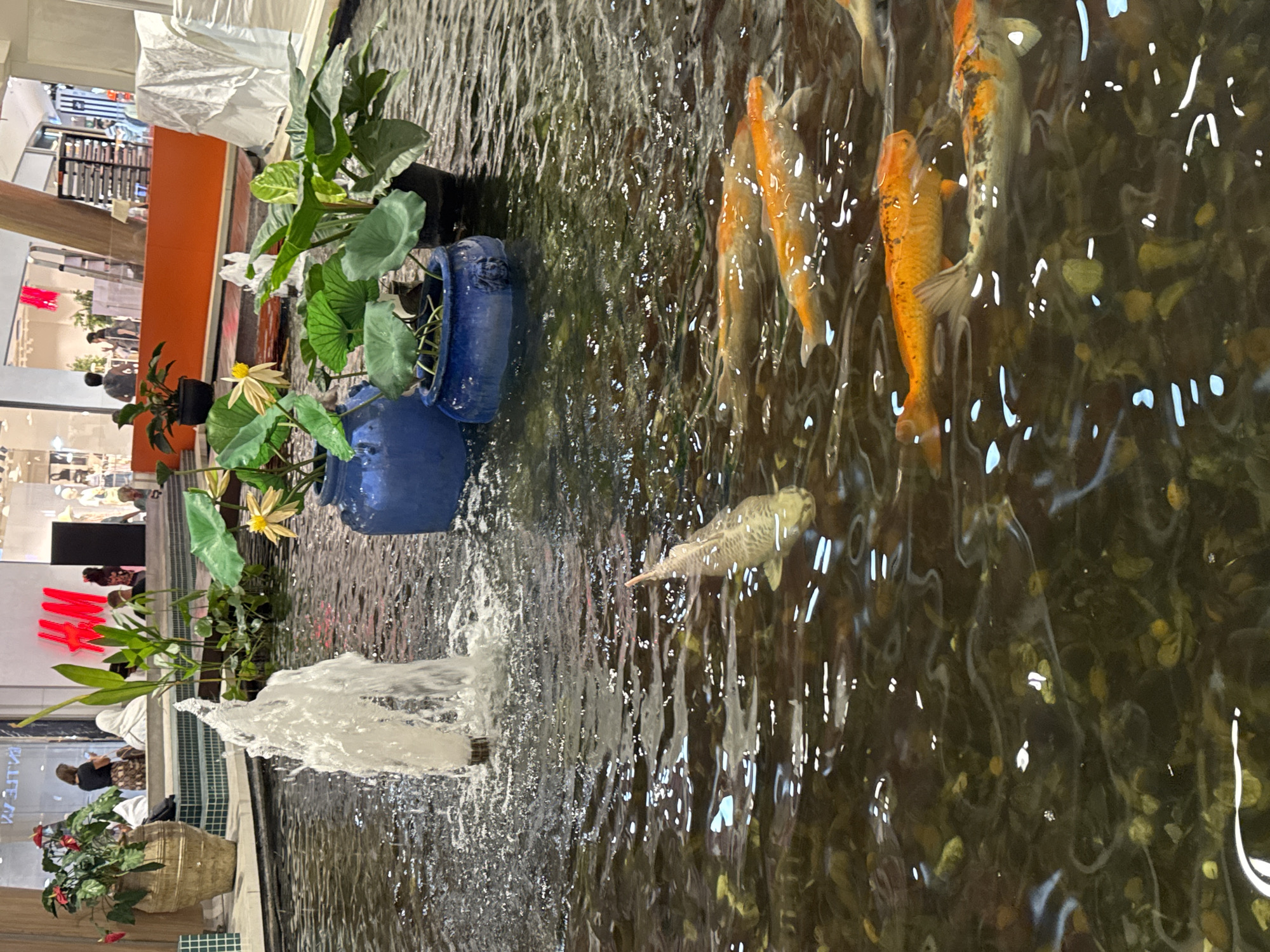 This image depicts an indoor koi pond with a fountain in the foreground. Several koi fish are visible swimming in the murky water, with a variety of orange and white patterned individuals present. Surrounding the pond are several potted plants, including some with large green leaves and a few yellow flowers. In the background, a shopping mall environment is discernible. Signs for "H&M" are clearly visible, indicating this is likely a commercial area. People are seen in the background, some browsing in the stores, others walking or standing near the pond. The overall scene suggests a serene, yet commercially active, public space within a shopping mall in Wichit, Thailand.