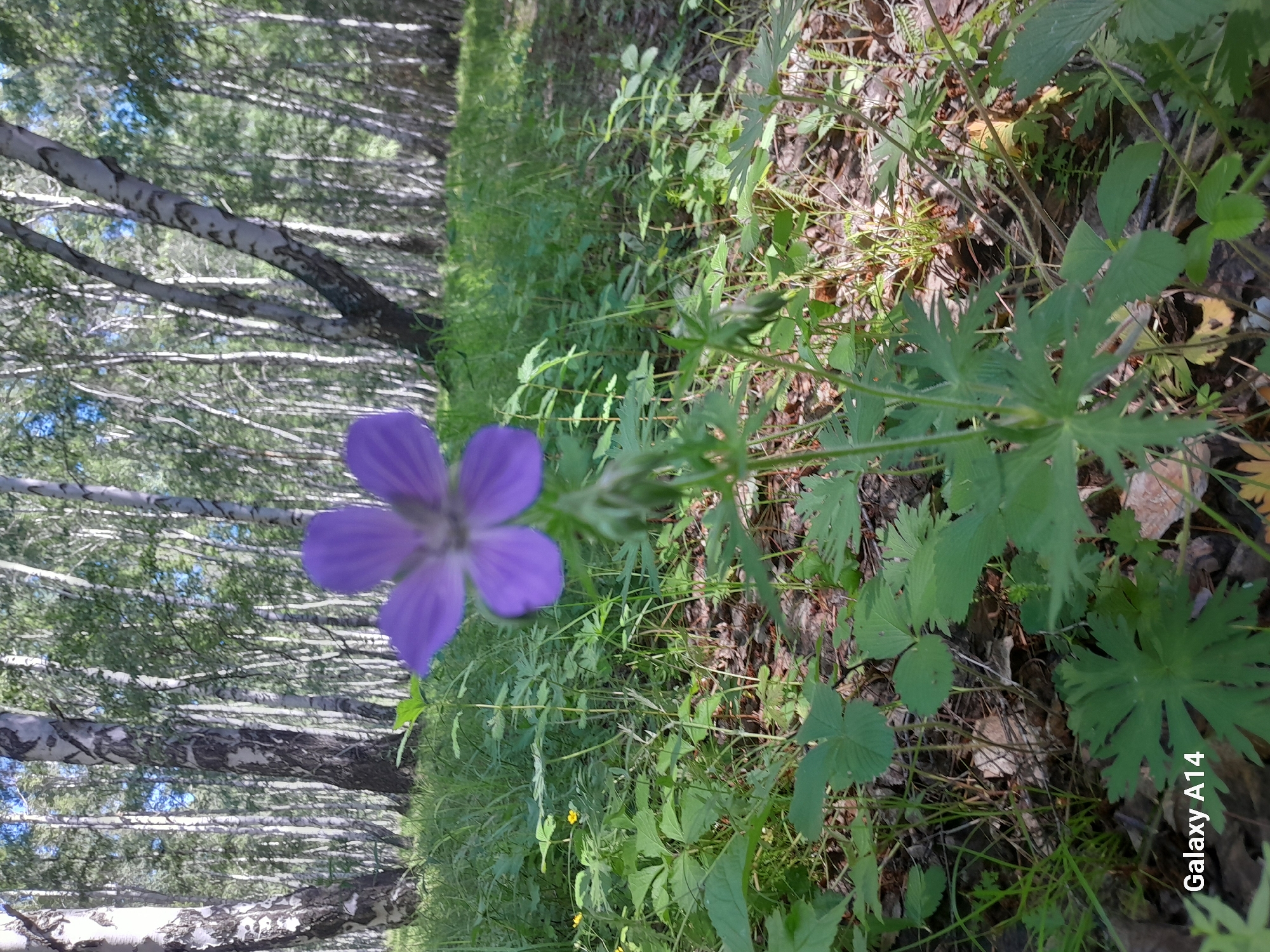 A purple flower with five petals is in the foreground of a forest with birch trees. The flower is slightly out of focus. The background is a dense forest with many birch trees, their white trunks contrasting with the green foliage. Sunlight filters through the trees, creating dappled light on the forest floor. The ground is covered with grass, leaves, and other vegetation. The overall scene is one of a peaceful forest setting.