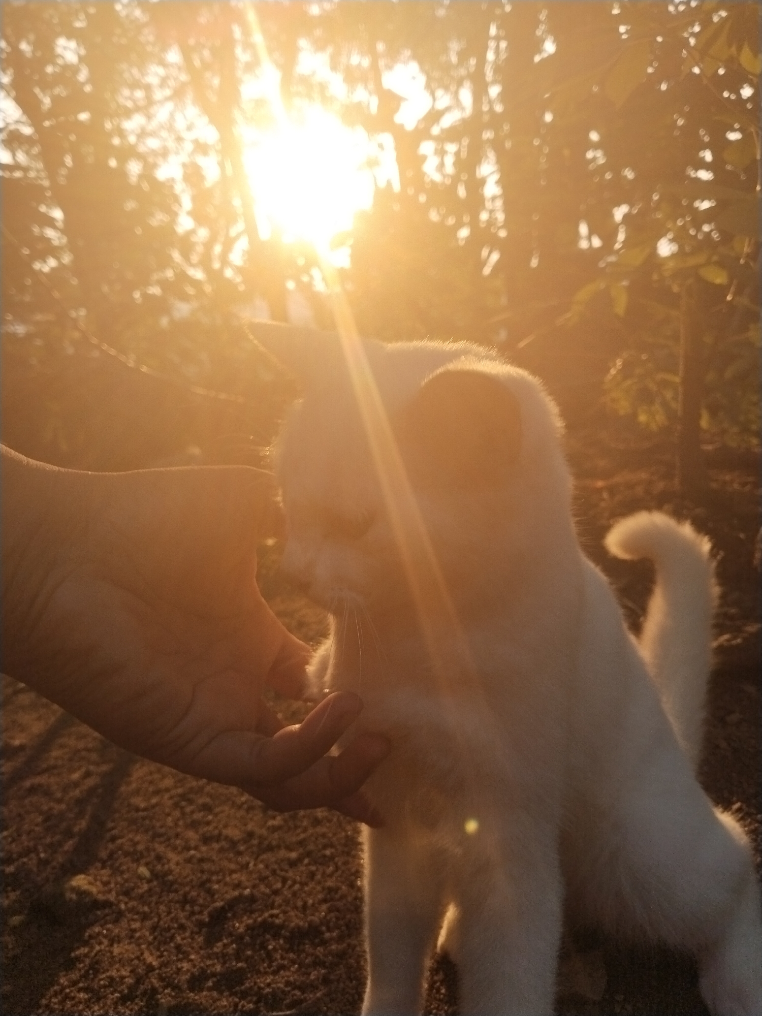 A sunlit outdoor scene depicts a person's hand reaching out to touch a white cat. The sun is high in the sky, filtering through trees in the background. The ground appears to be covered with dirt or soil. The cat is standing on its four paws, facing towards the hand.