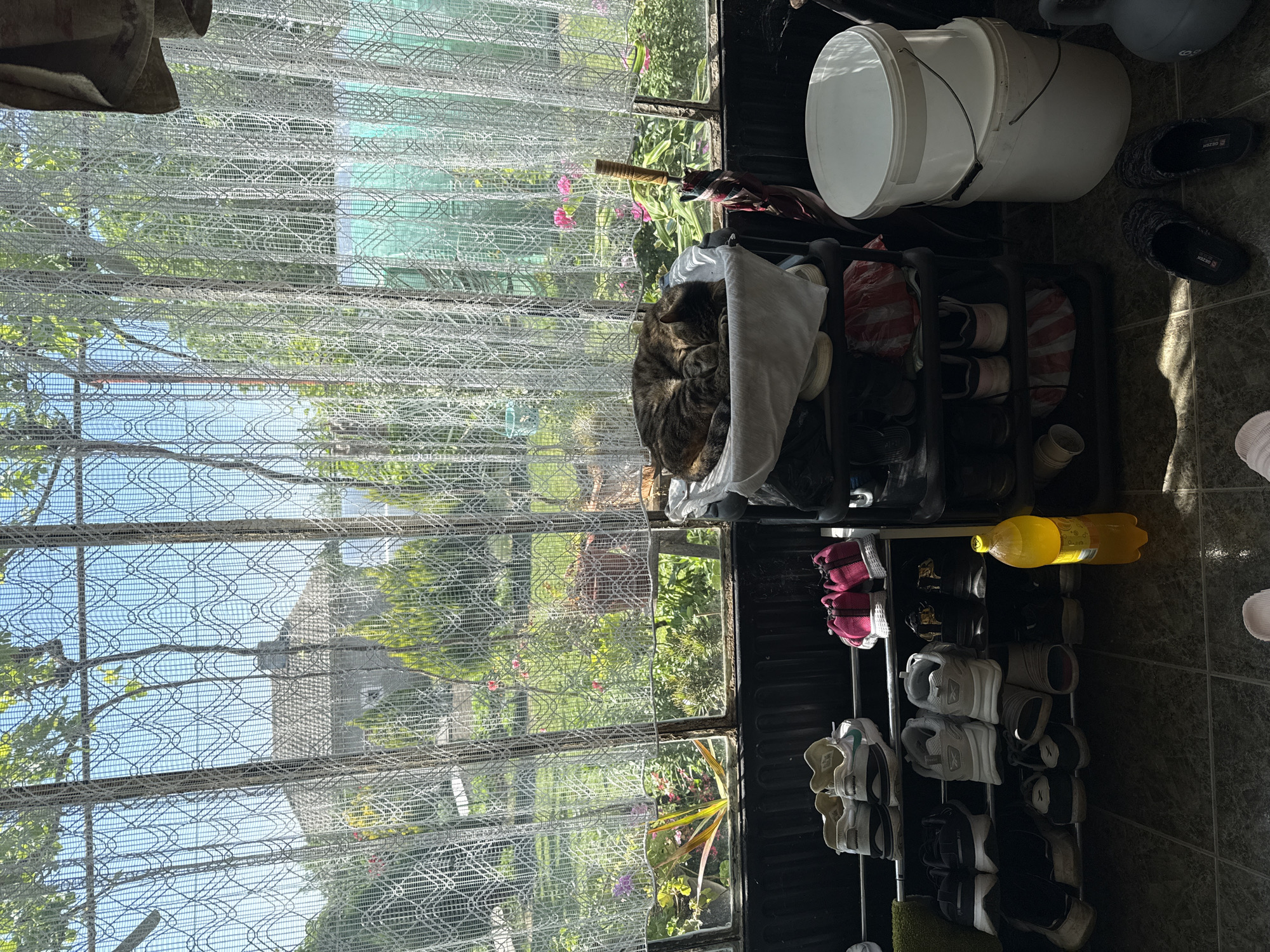 Here is a forensic description of the image.
The image depicts an indoor scene with a focus on a window and a shoe rack. The window is covered with a white, lacy curtain, partially obscuring the view of a garden outside. The garden includes various plants and flowers, suggesting a well-maintained outdoor space. Sunlight streams through the window.
A tabby cat is curled up and sleeping on top of a shoe rack covered with a white cloth. The shoe rack is full of various shoes, including sneakers and sandals, arranged on multiple tiers. Next to the shoe rack is a white bucket and a plastic bottle filled with a yellow liquid. The floor appears to be tiled. The location is Unknown, Unknown.